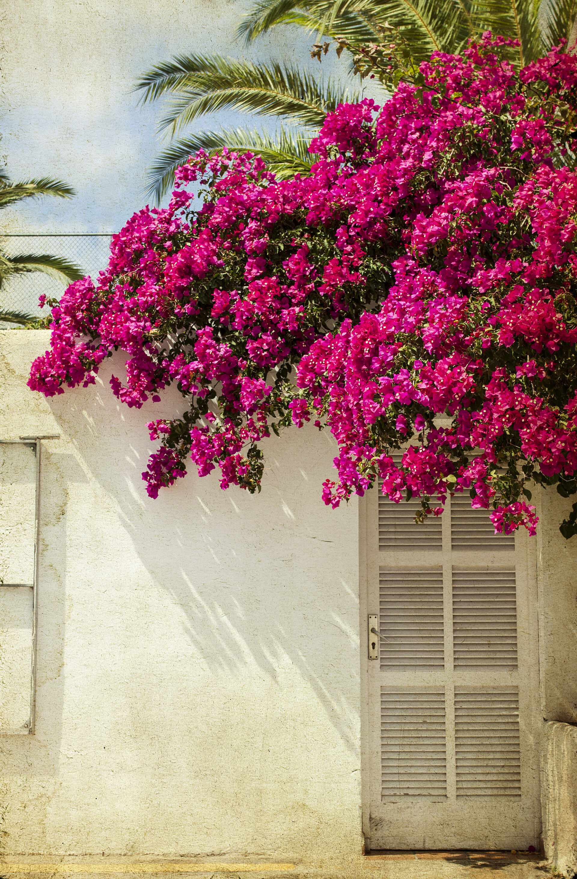 花卉白色墙上盛开的花朵