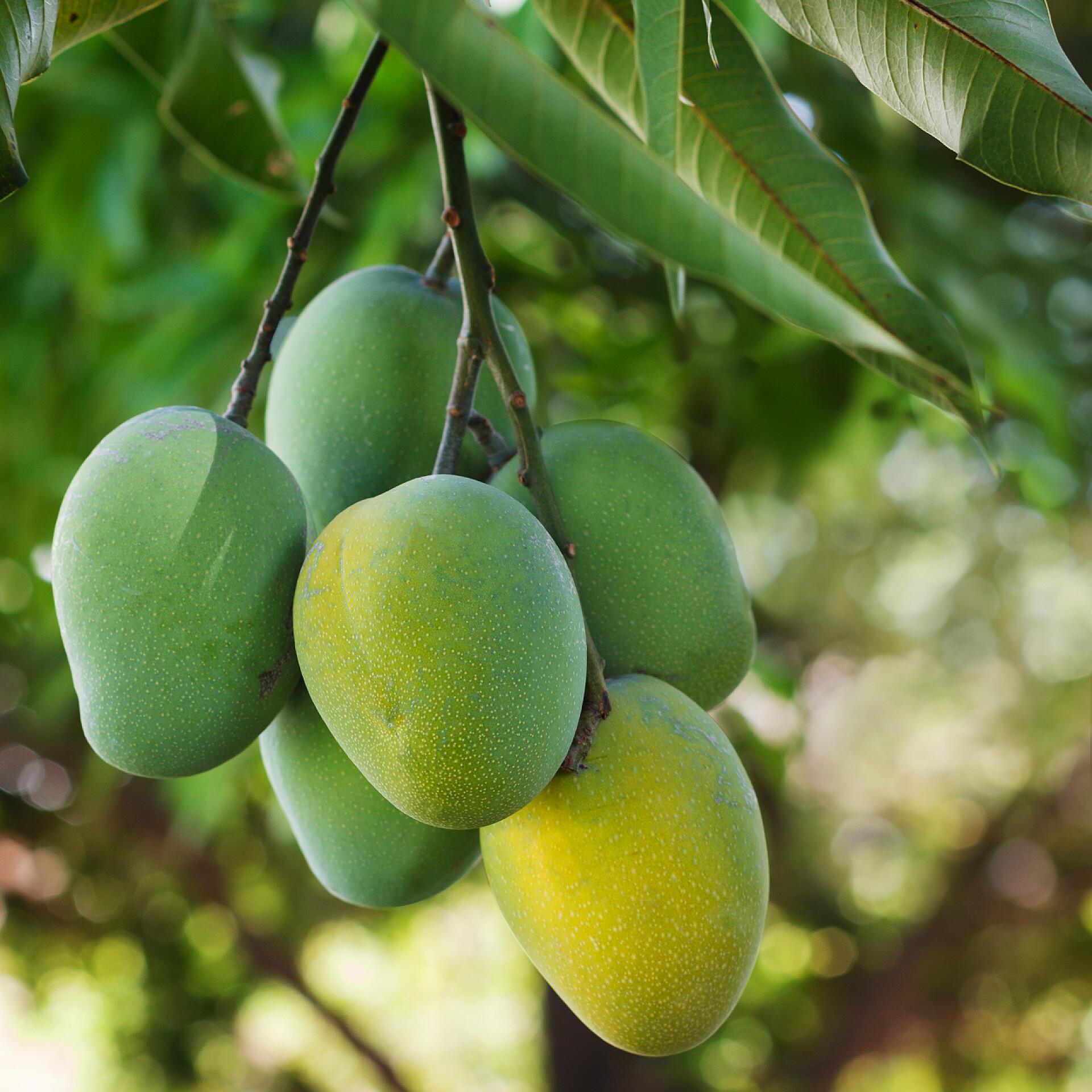 水果树上一串成熟的芒果
