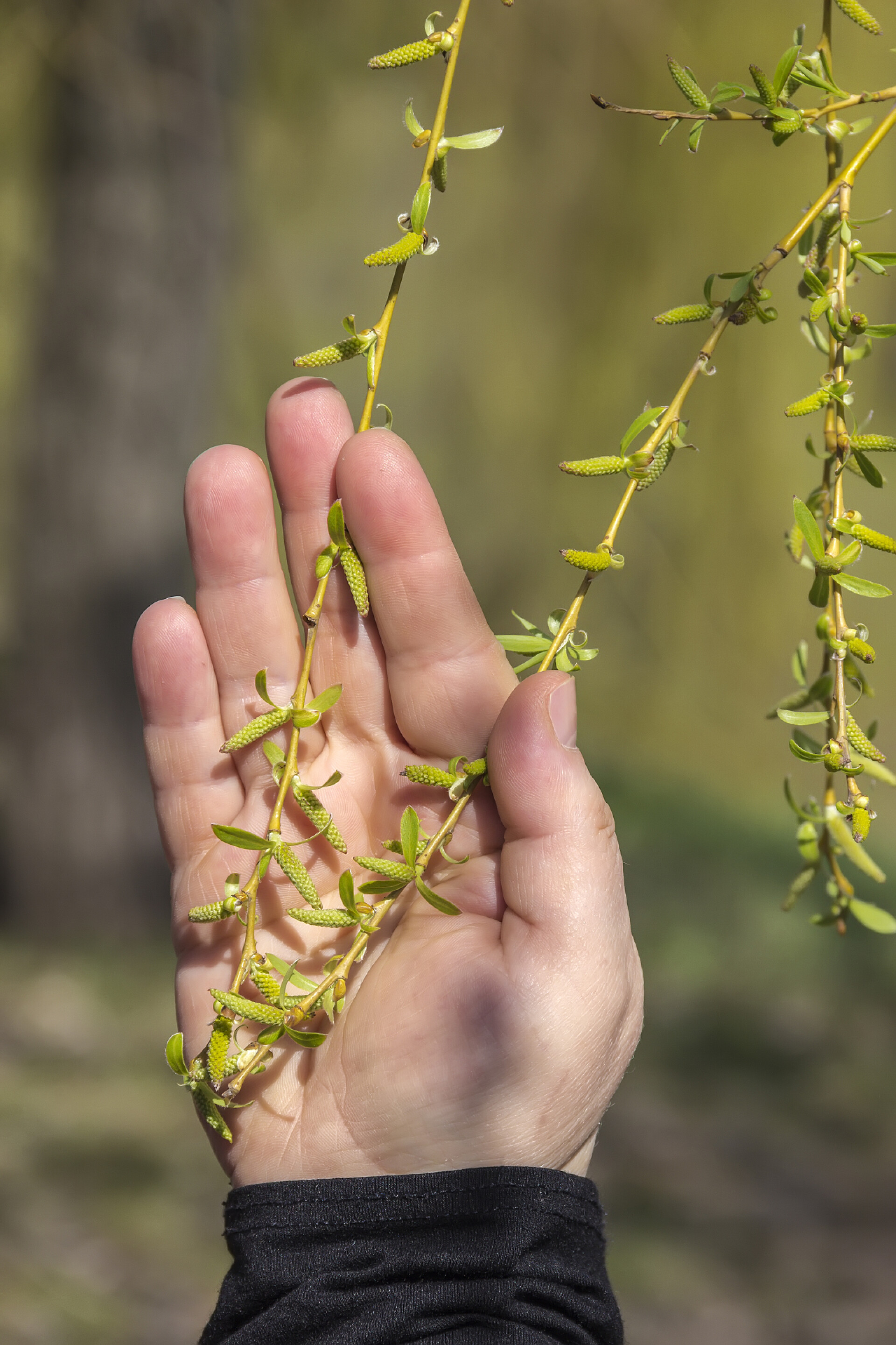 植物手心里春天的垂柳