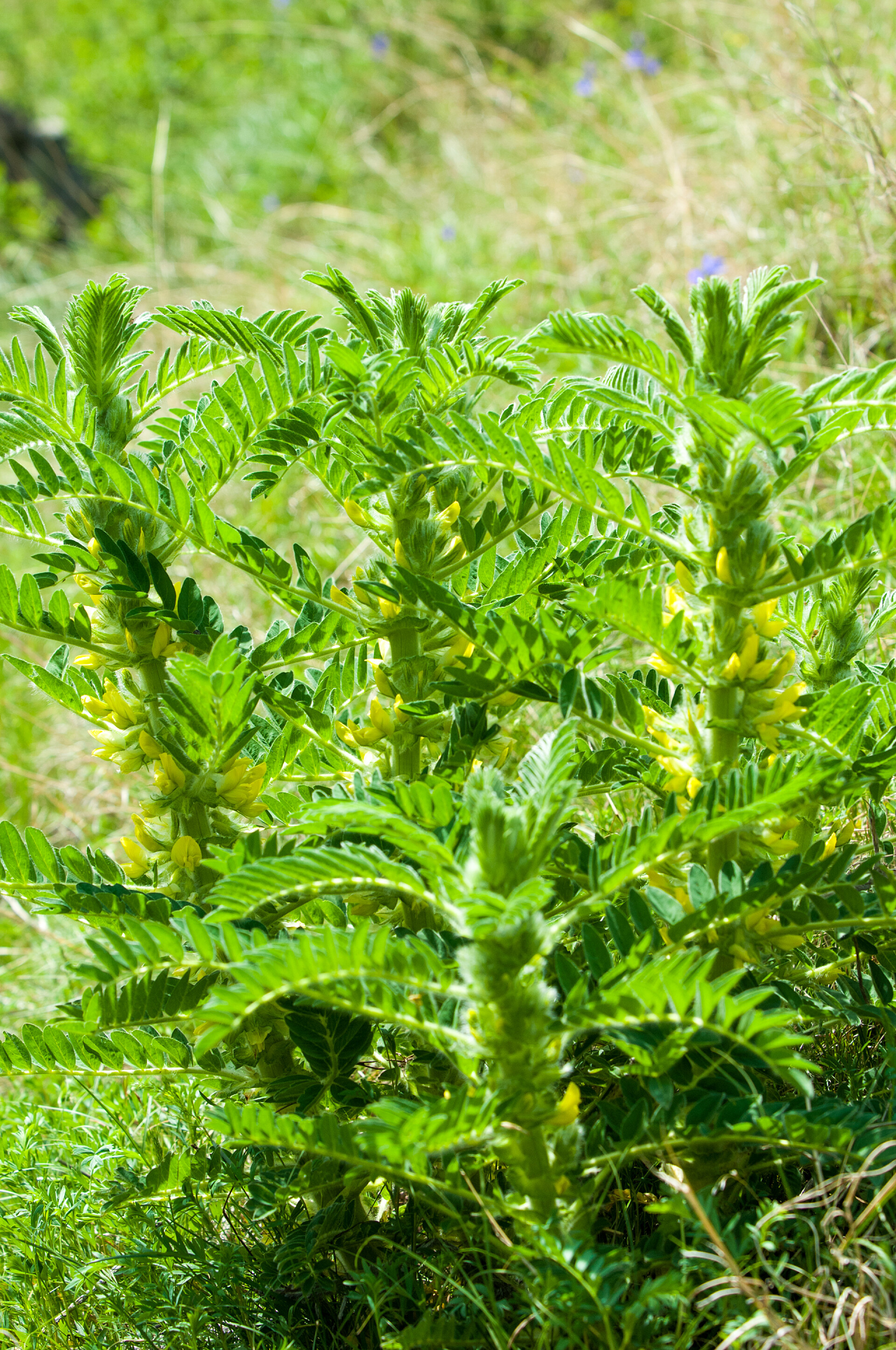 草地上的黄芪植物