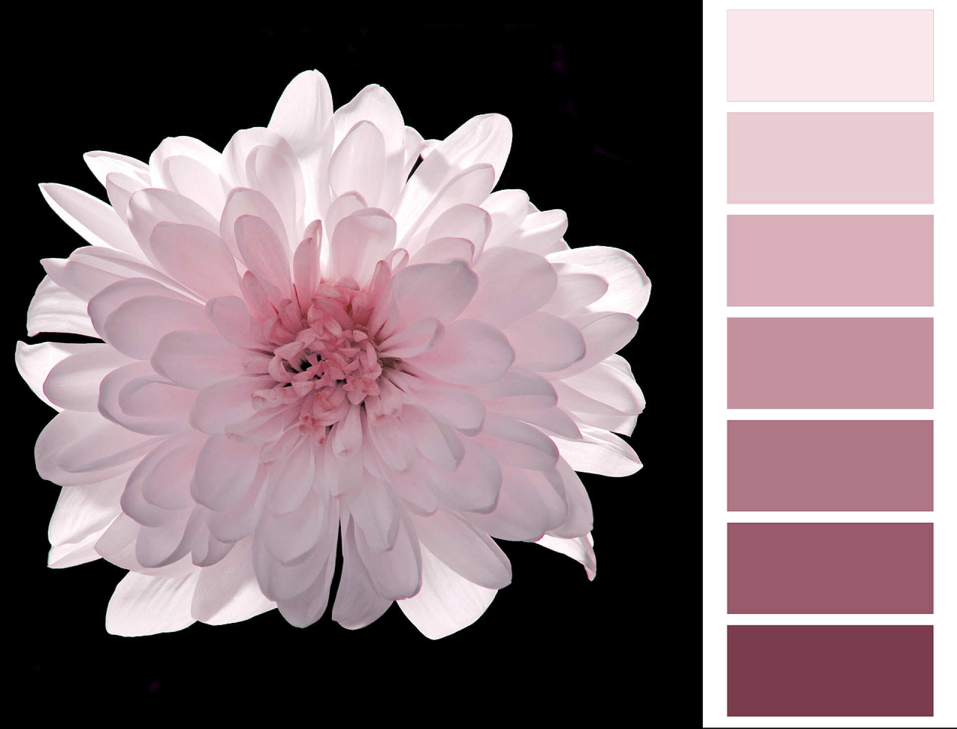 黑色背景上的粉色花朵和色卡植物