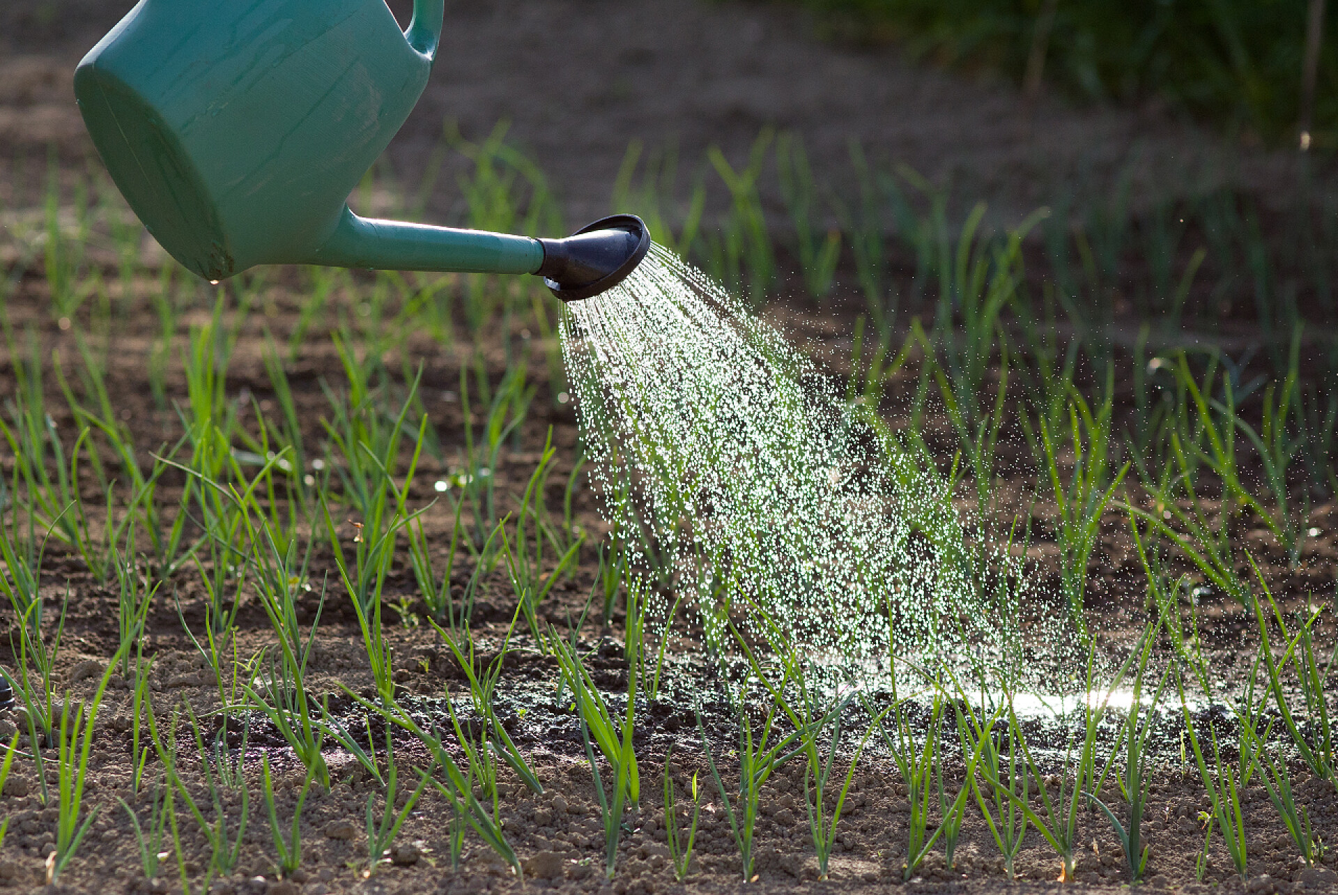 给农田里的植物浇水农具水壶