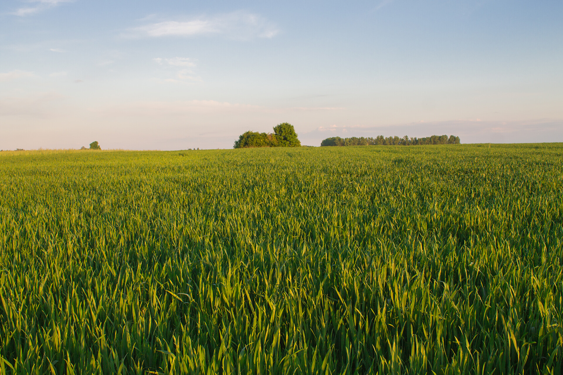 蓝天下的水稻田农业