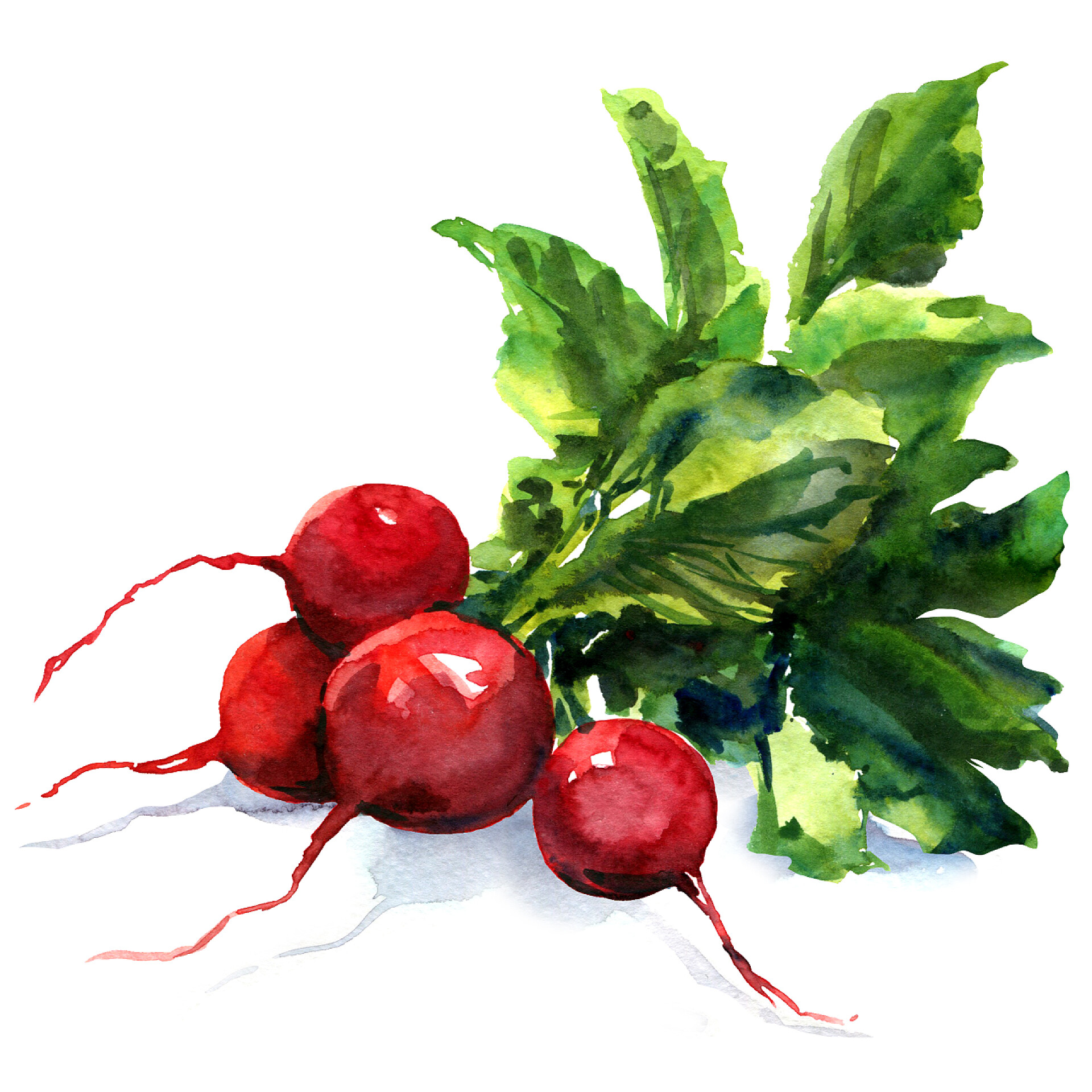 白色背景上的红萝卜水彩画