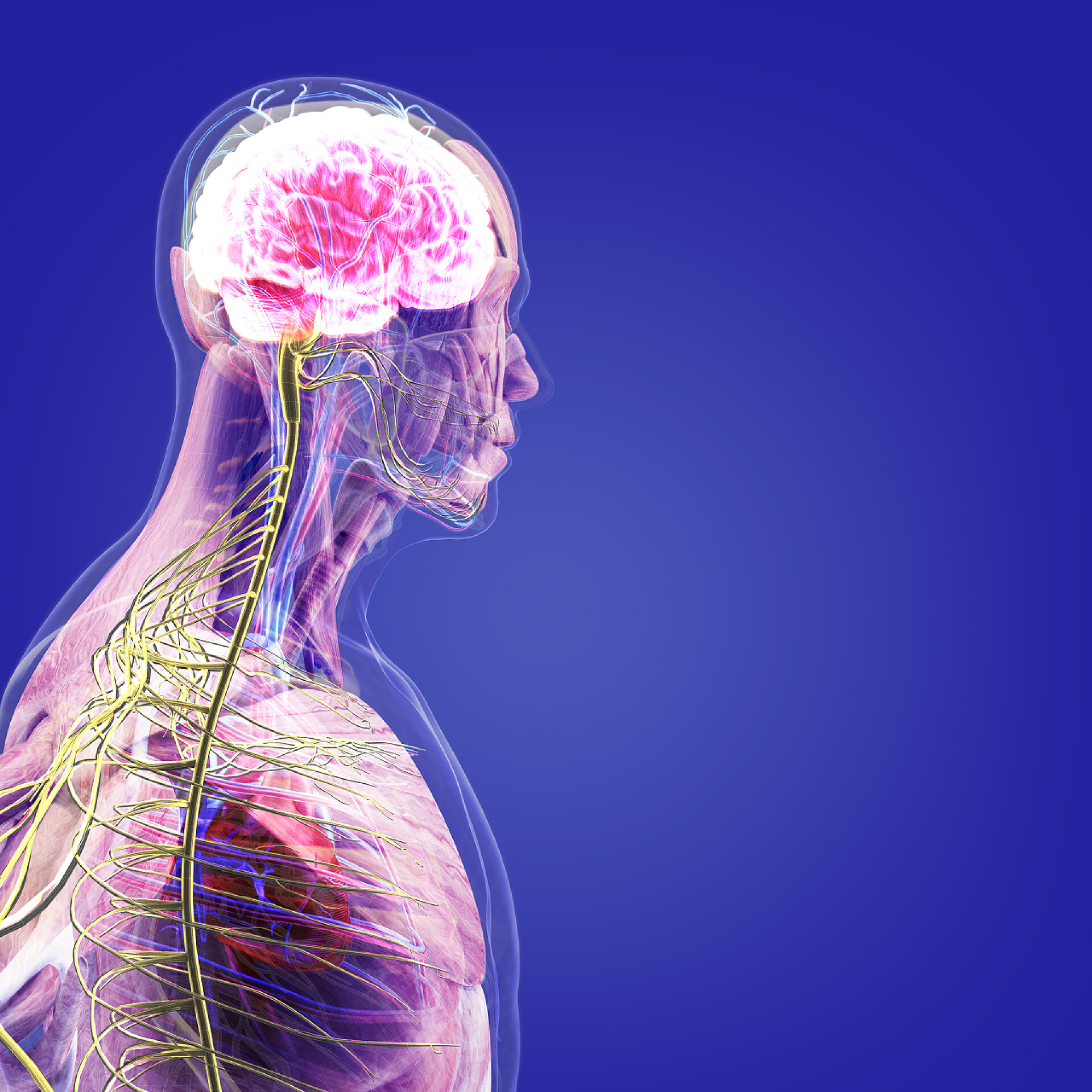 医疗健康紫色背景上的人体器官X射线