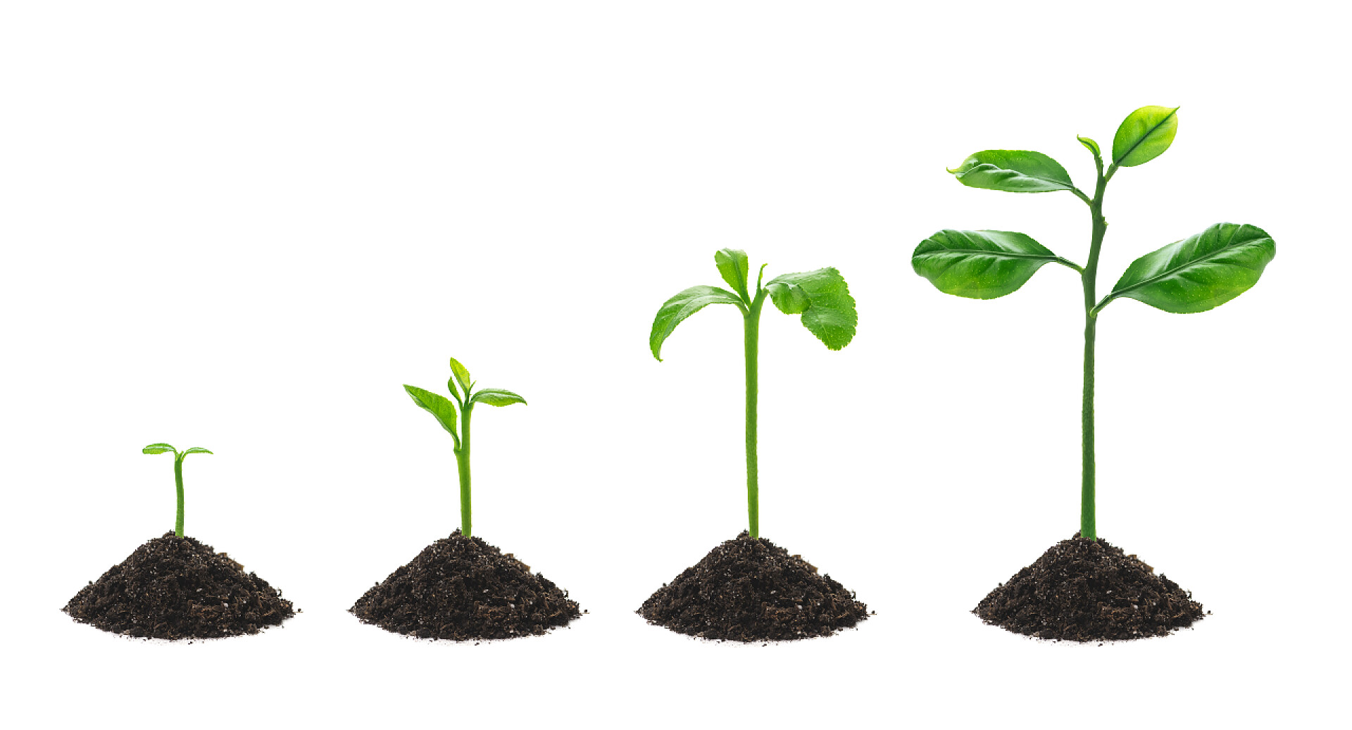 植物白色背景上的植物生长过程