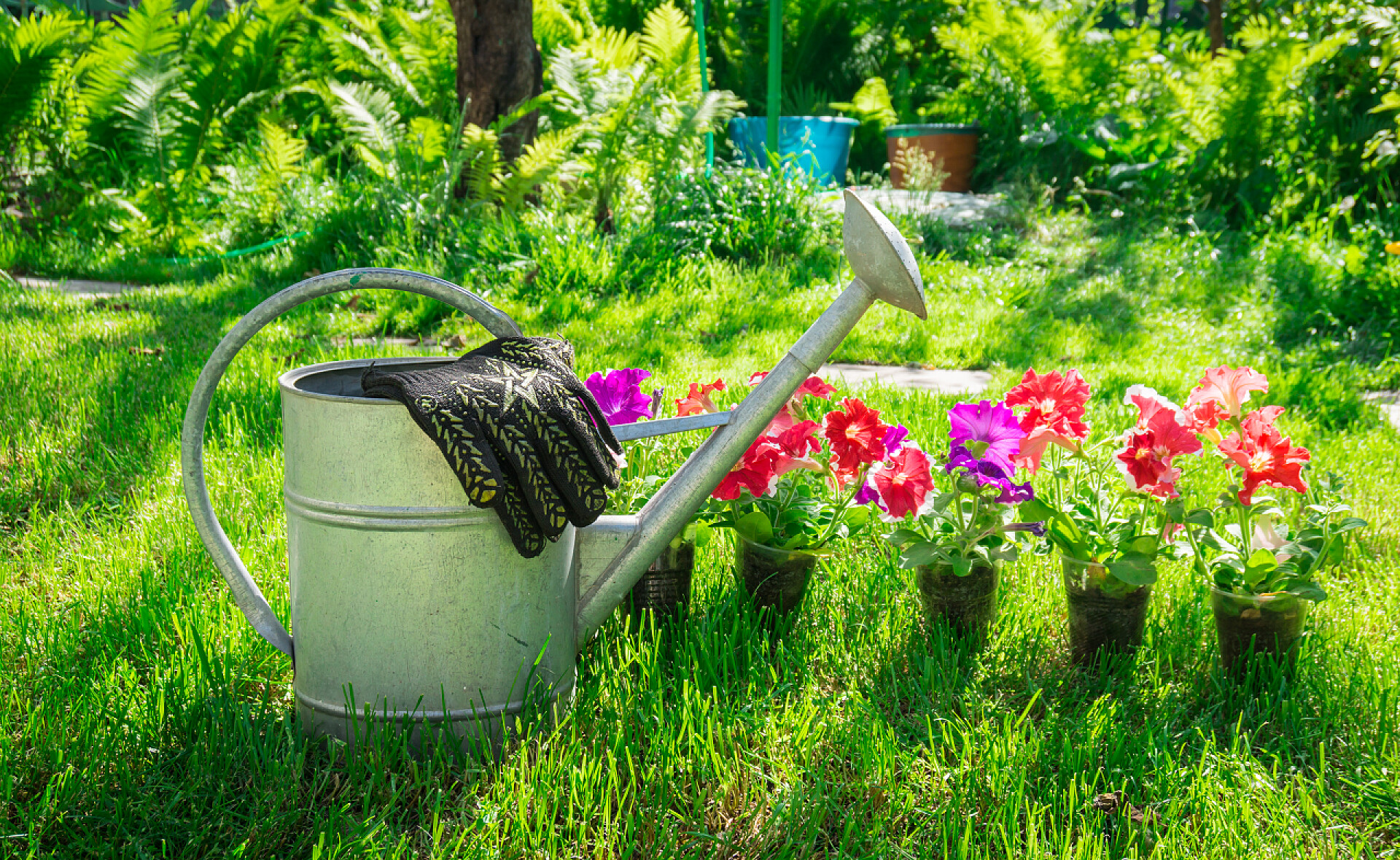 在花园里浇灌花草树木植物农业用具