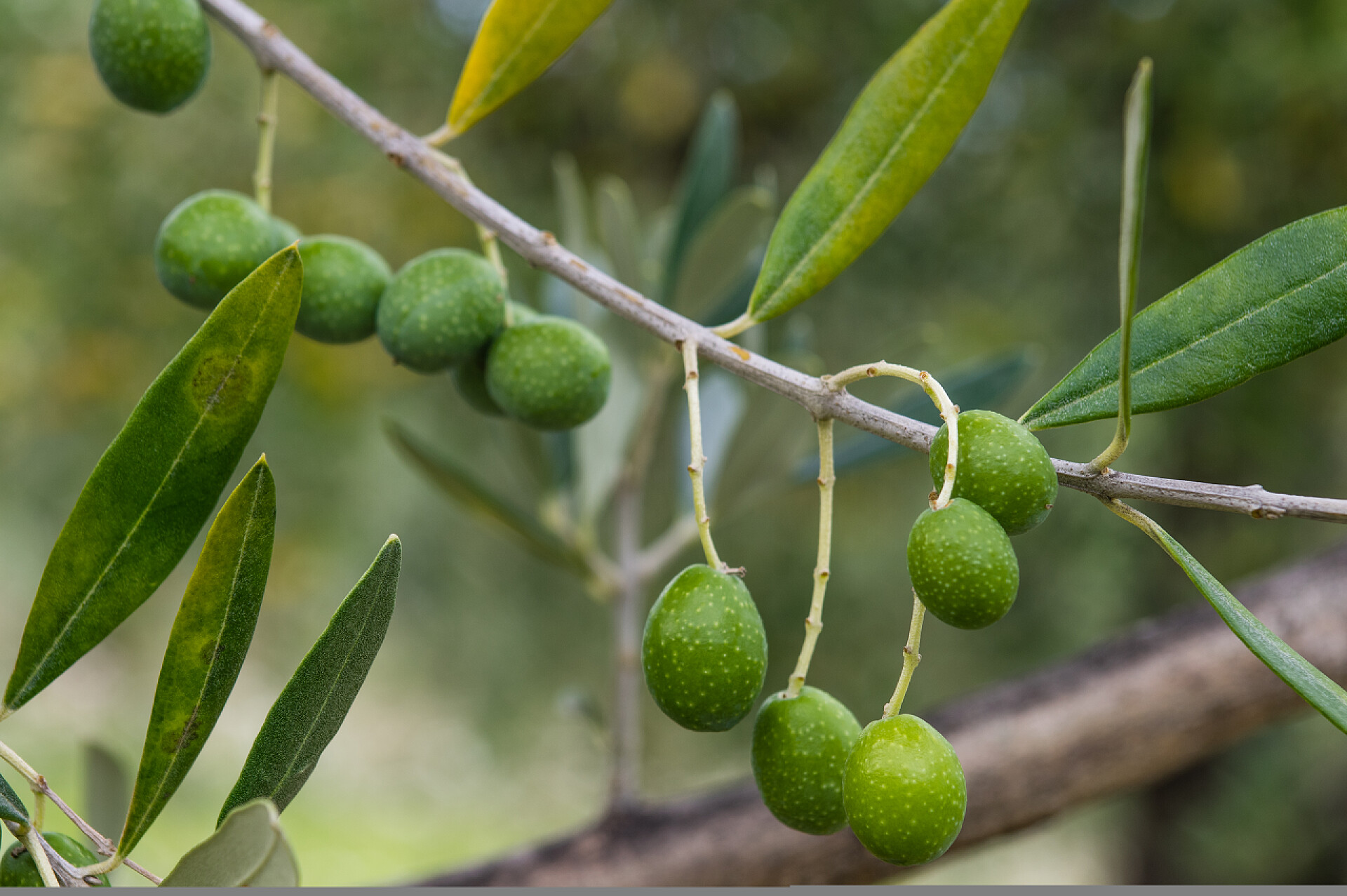 森林中的橄榄树水果