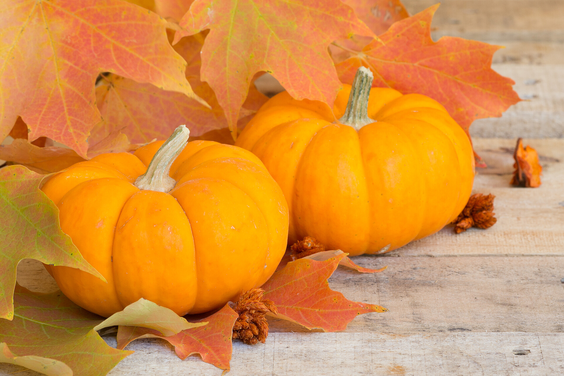 特写的彩色的两个迷你南瓜食物感恩节