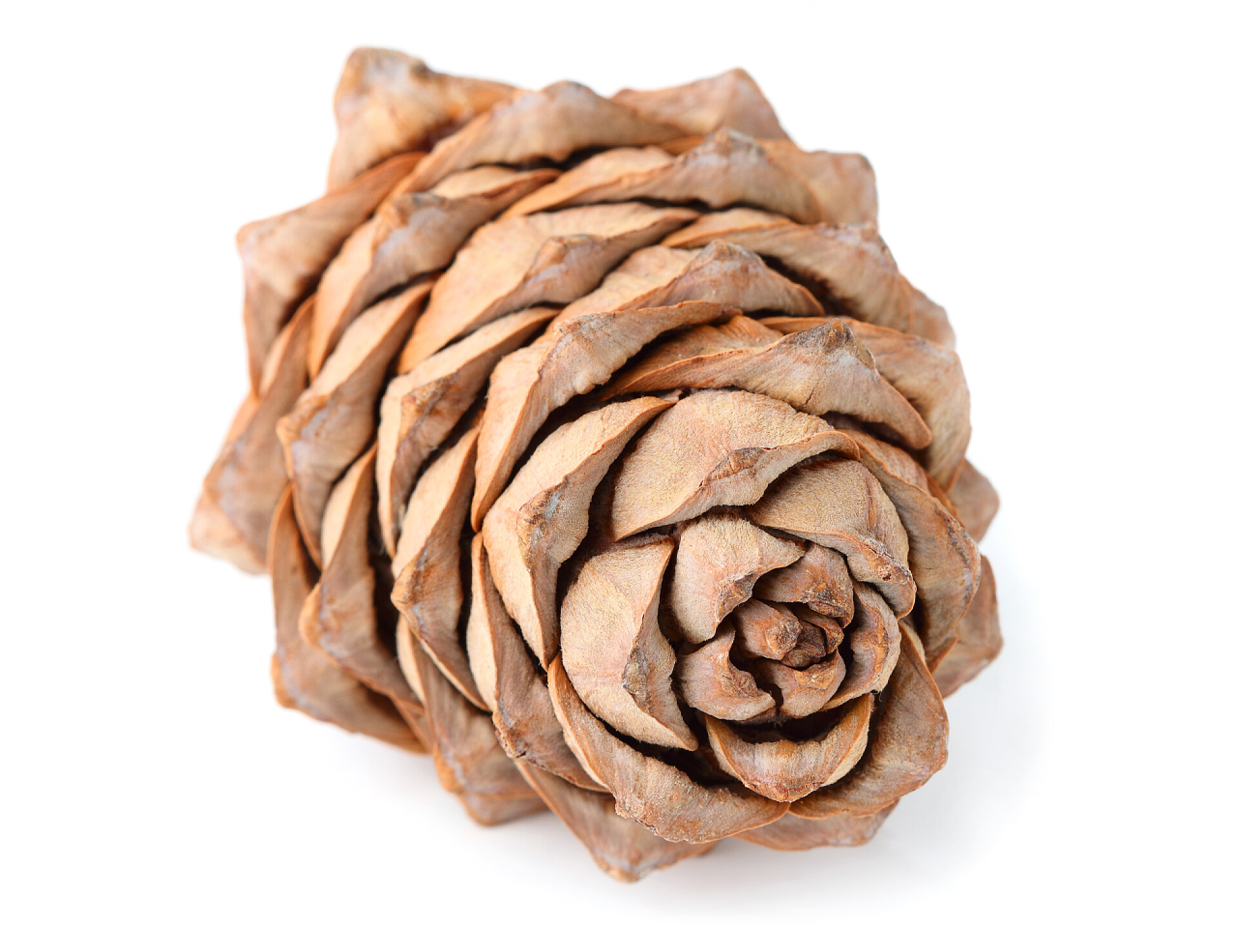 白色背景上的松塔松果装饰品