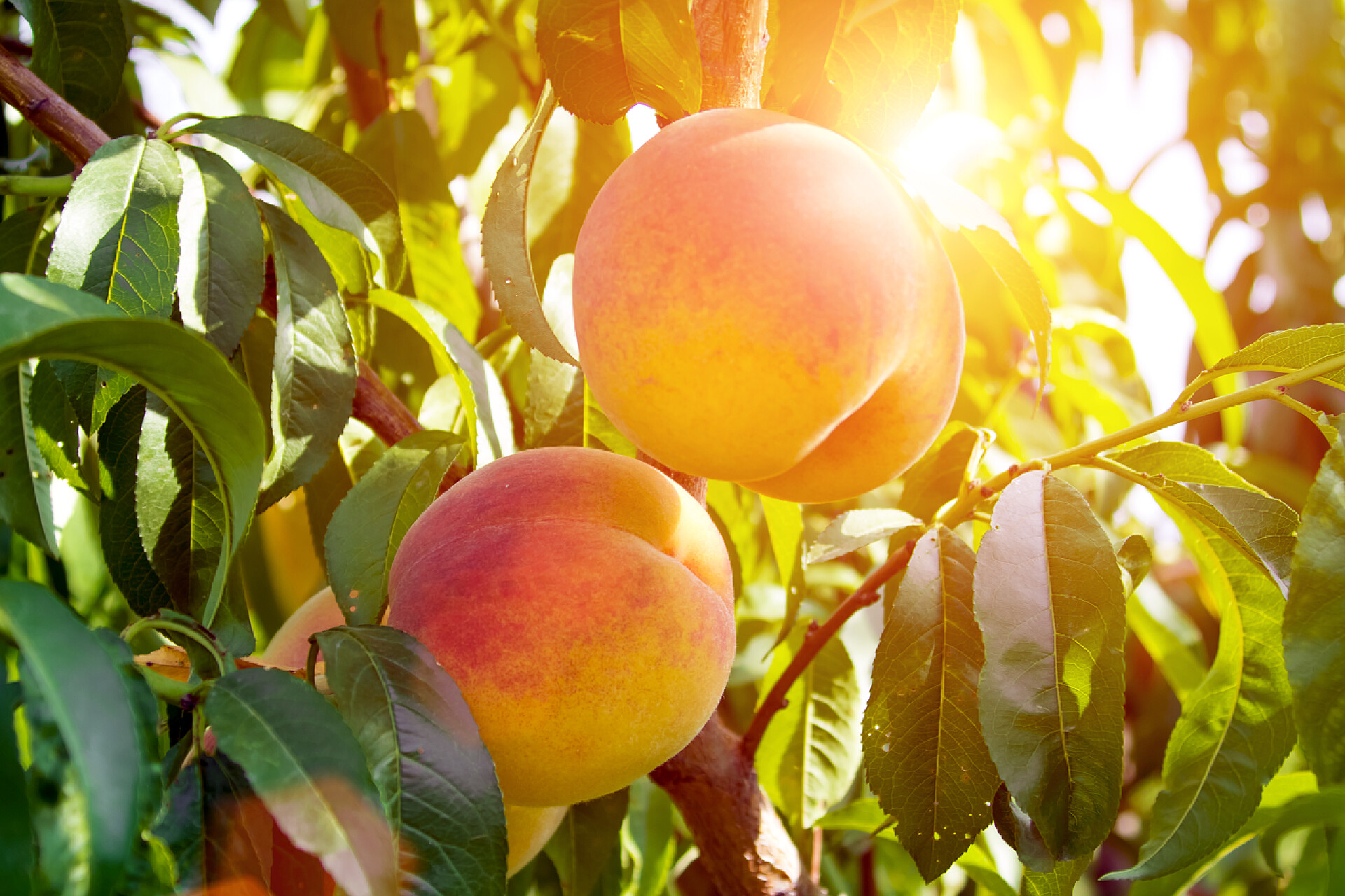 阳光照耀下成熟的桃子果园果林水果