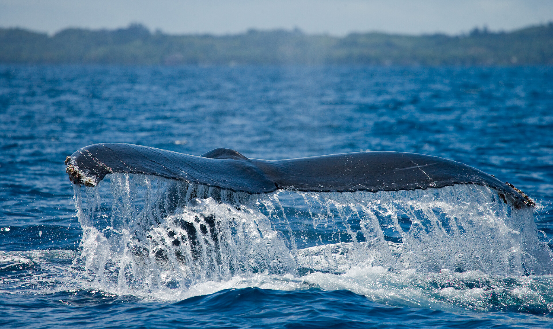 海洋动物大海中的鲸鱼跳到空中的尾巴生物多样性