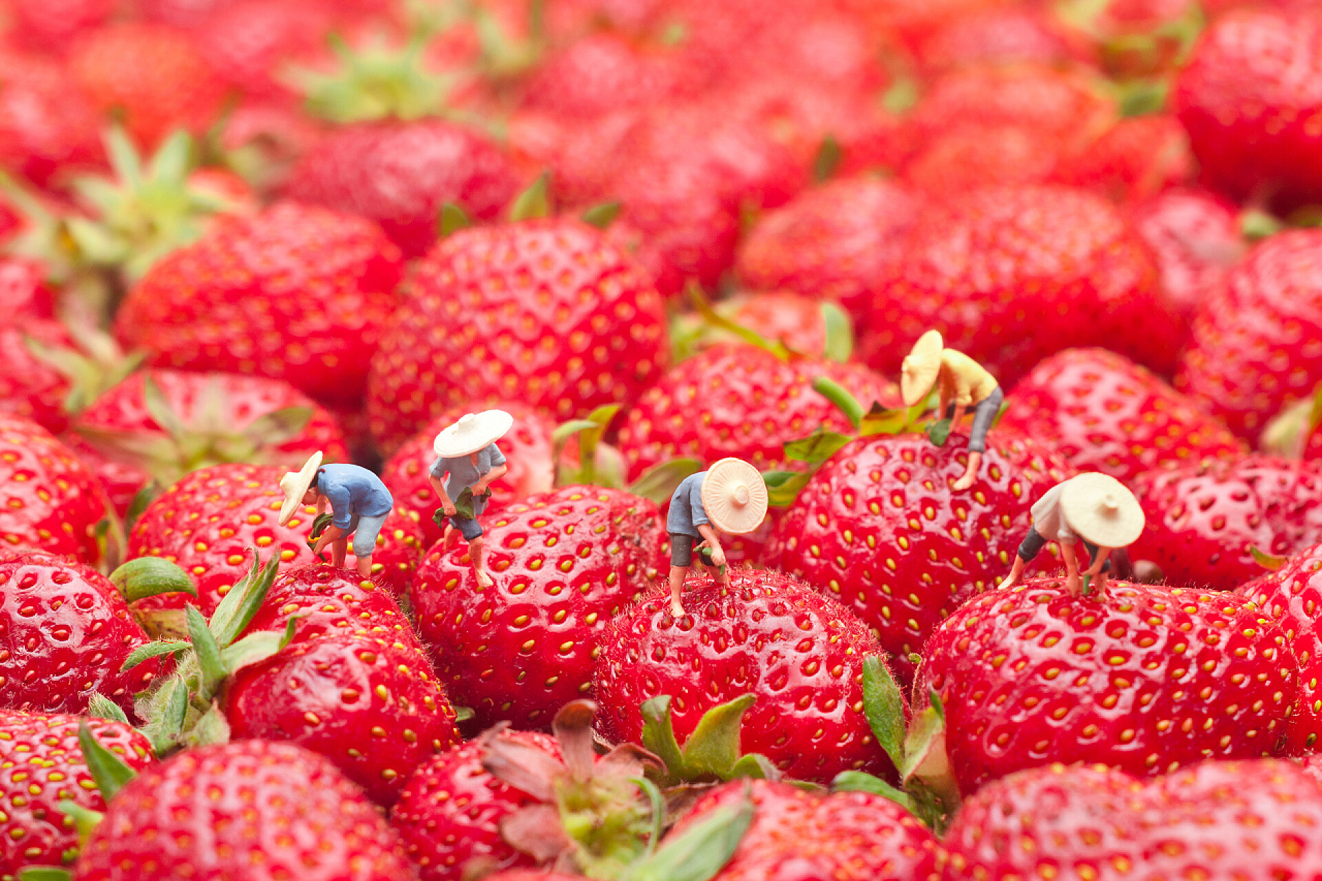 微观农民站在草莓果实上小的人，村民们聚集作物。烹饪的概念.