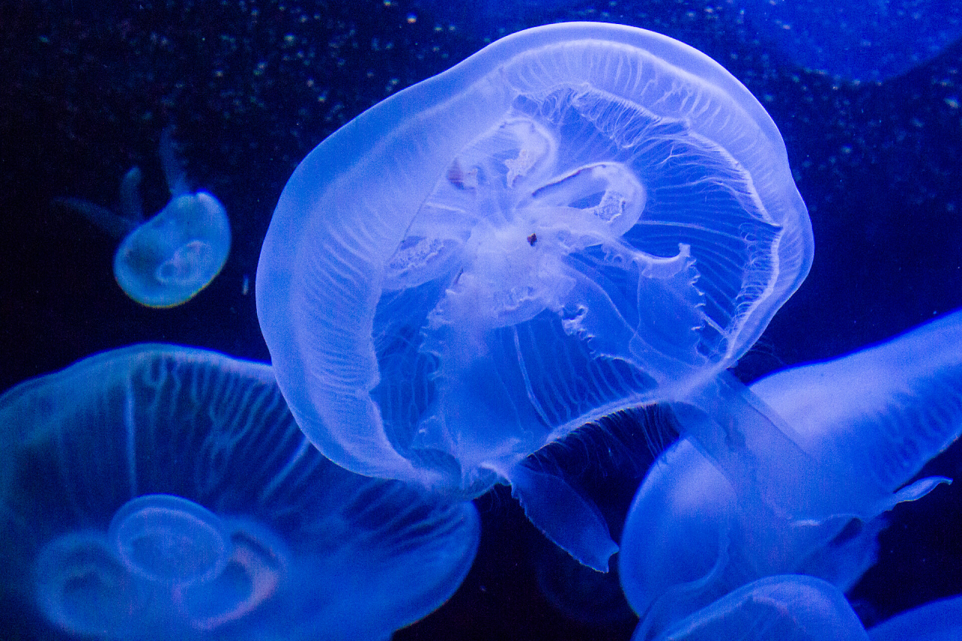 动物蓝色的水中的月亮水母生物多样性