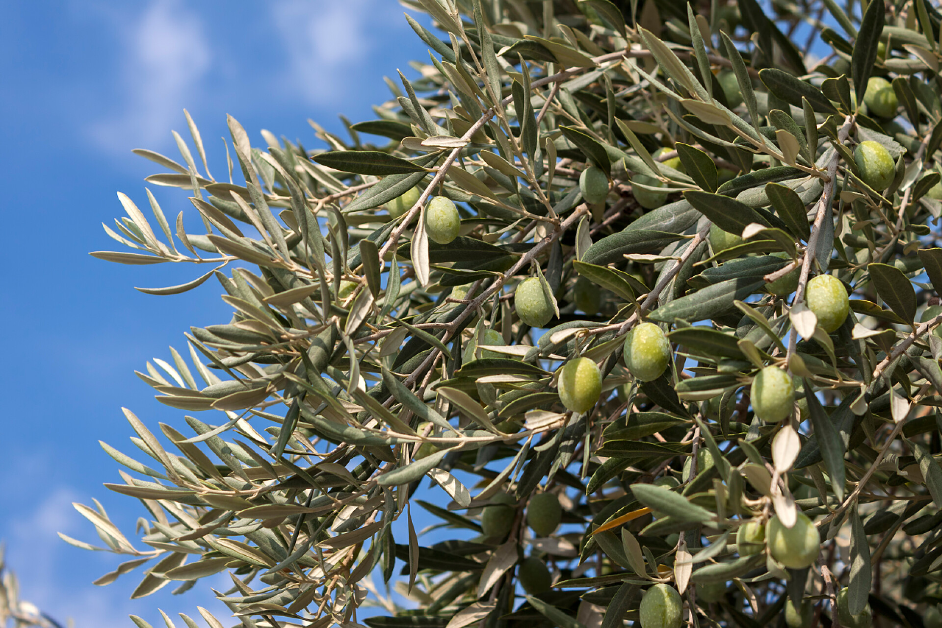 植物橄榄树分枝与蓝天在背景