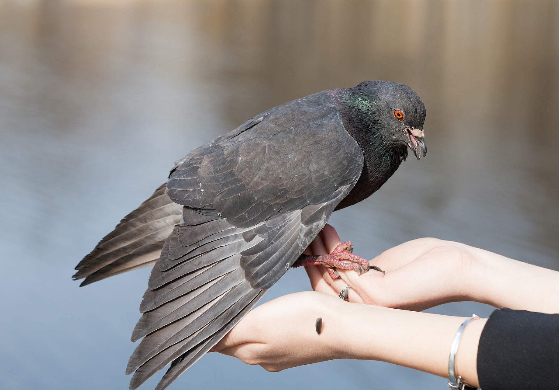 站在手上的鸽子鸟类特写镜头鸟类