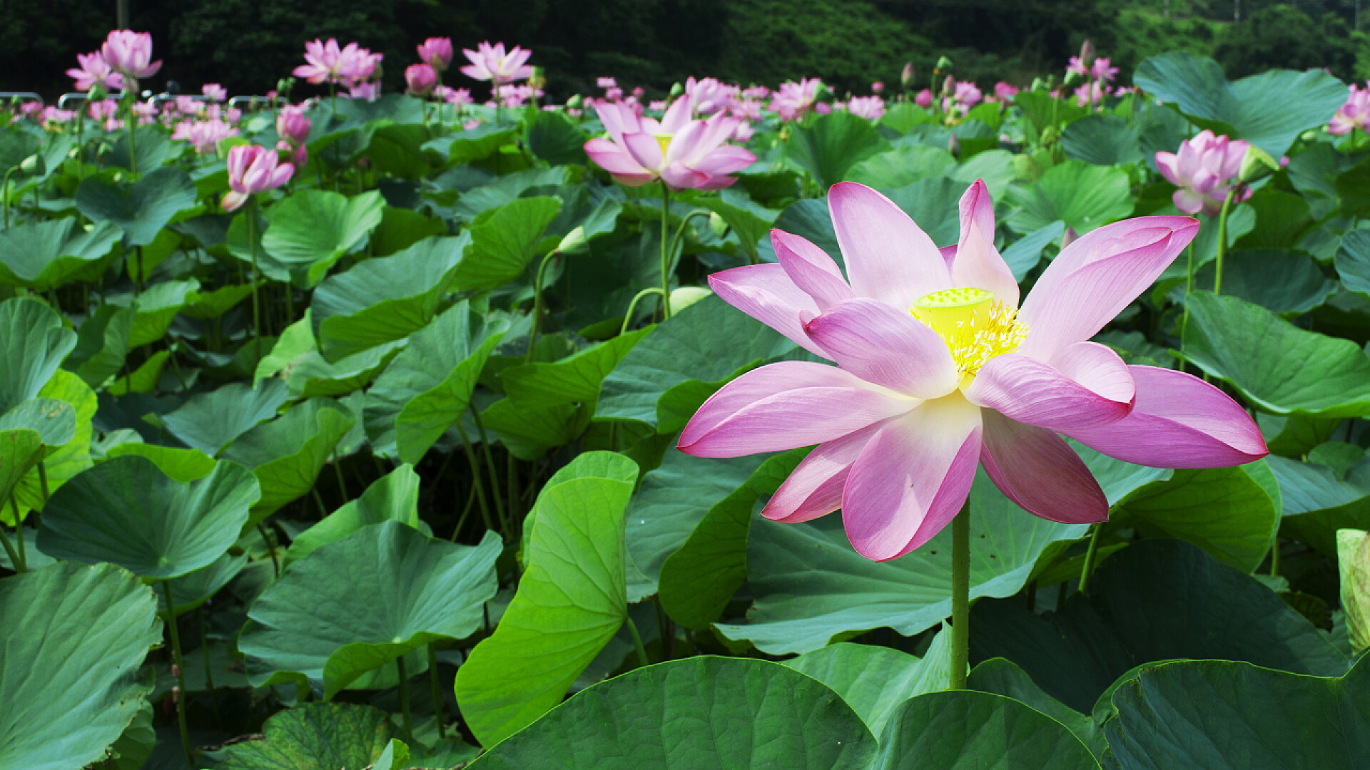 池塘里的睡莲开满了花花卉