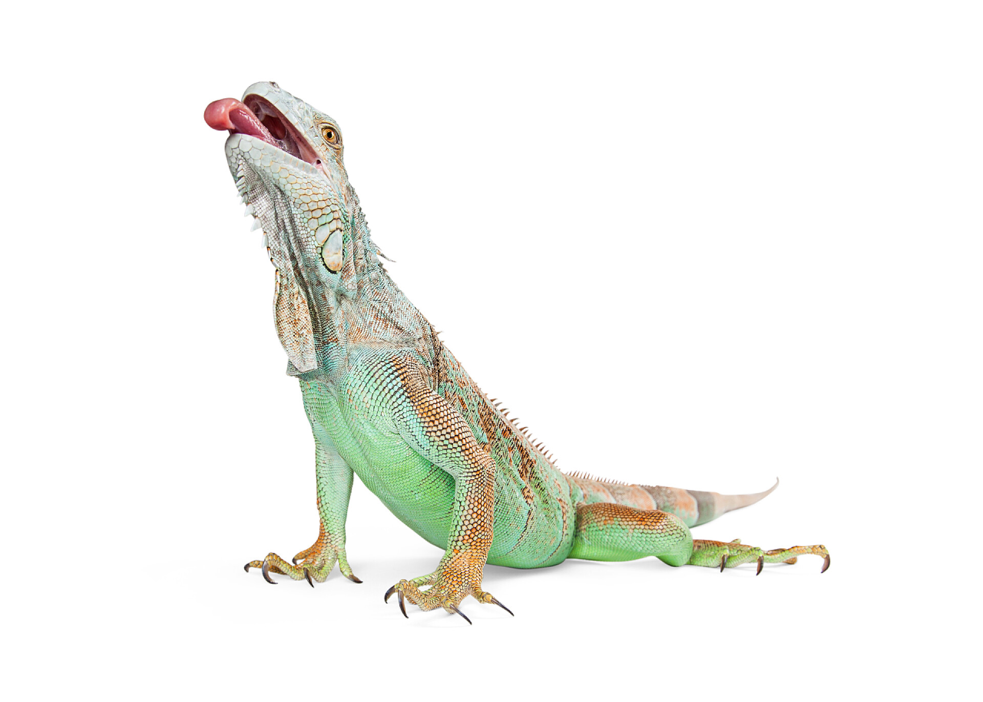 白色背景上的绿色鬣蜥动物