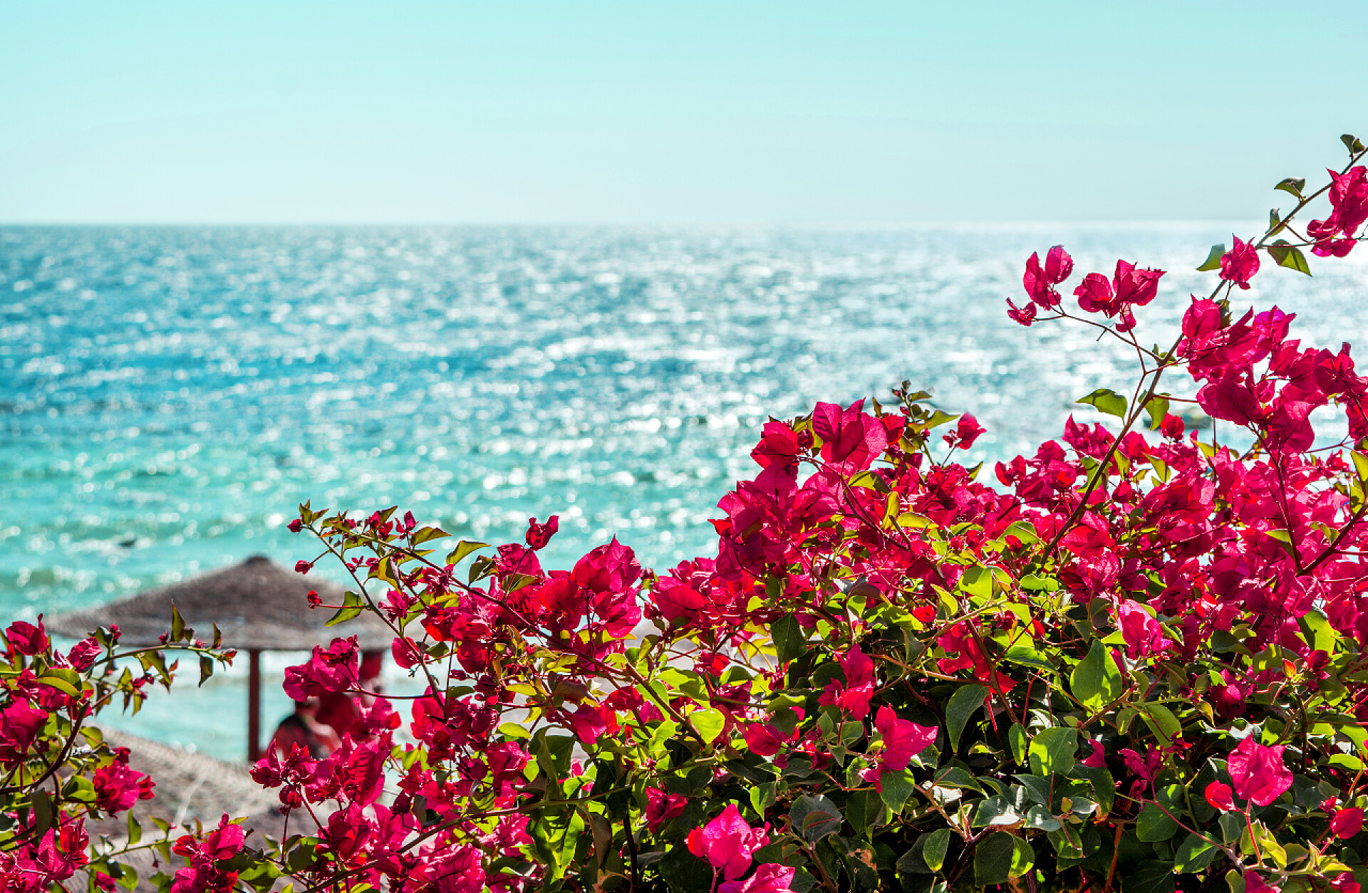 海水边的三角梅植物自然景观