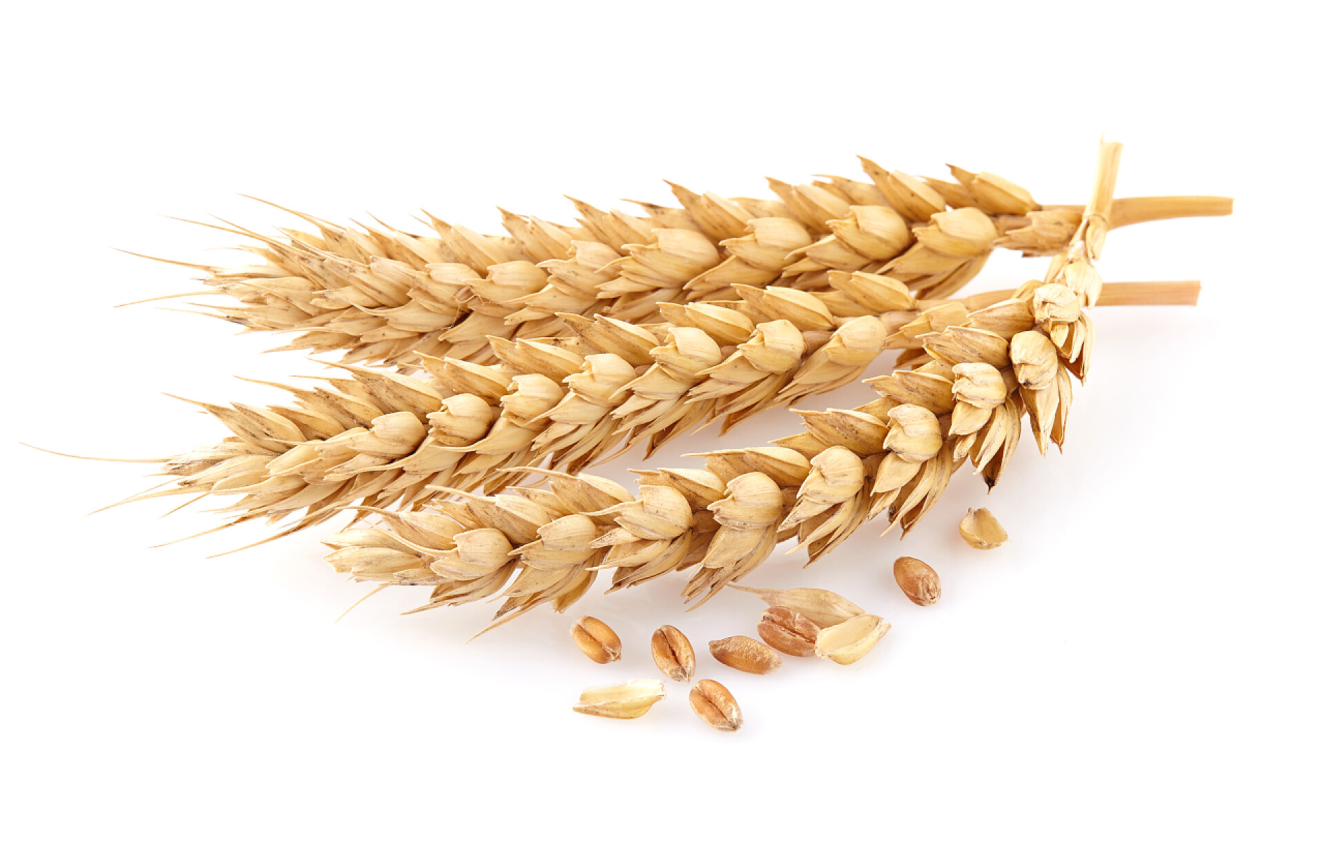 白色背景上的小麦麦穗农业