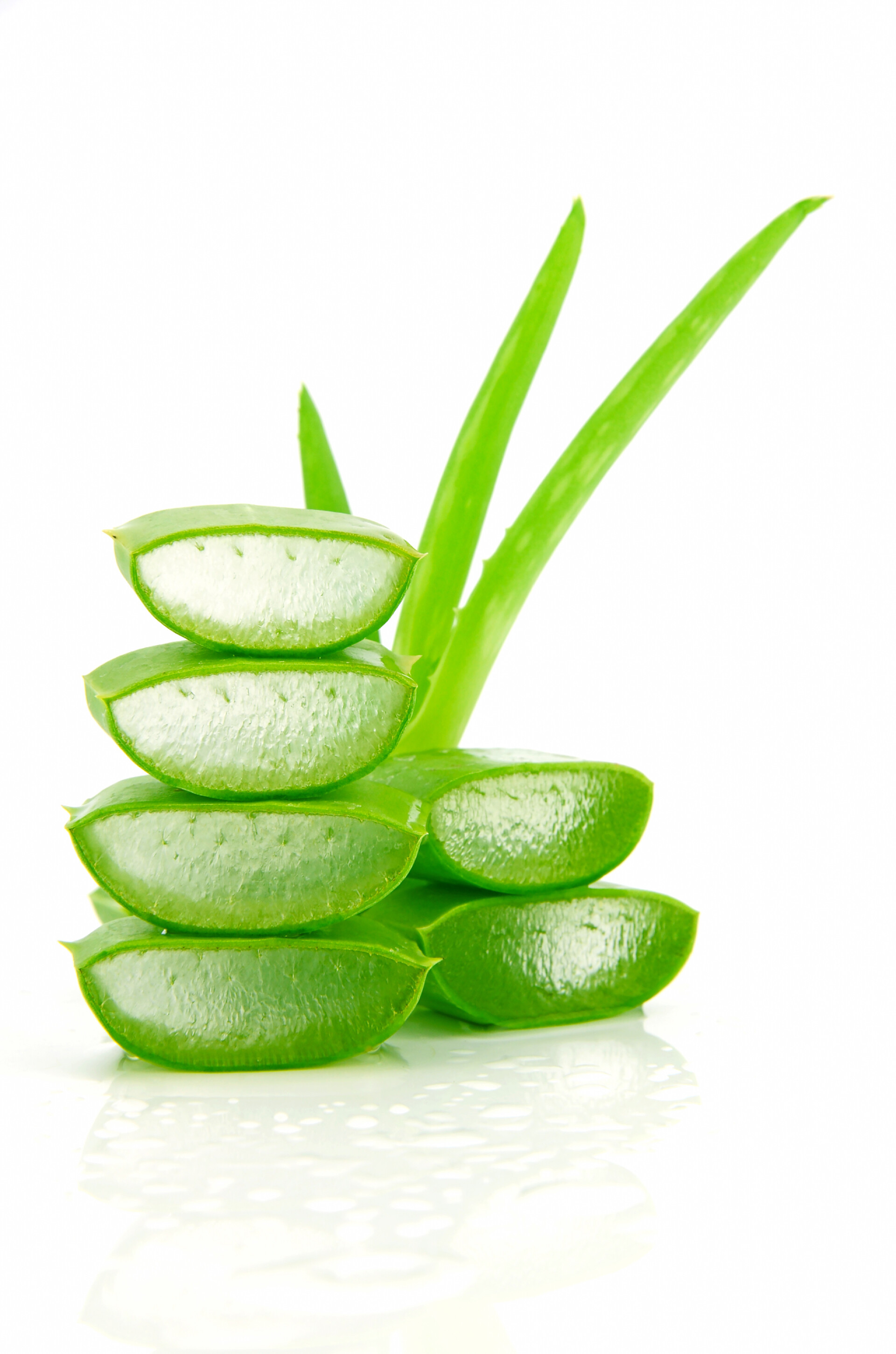 在白色背景上隔离片的芦荟叶子植物