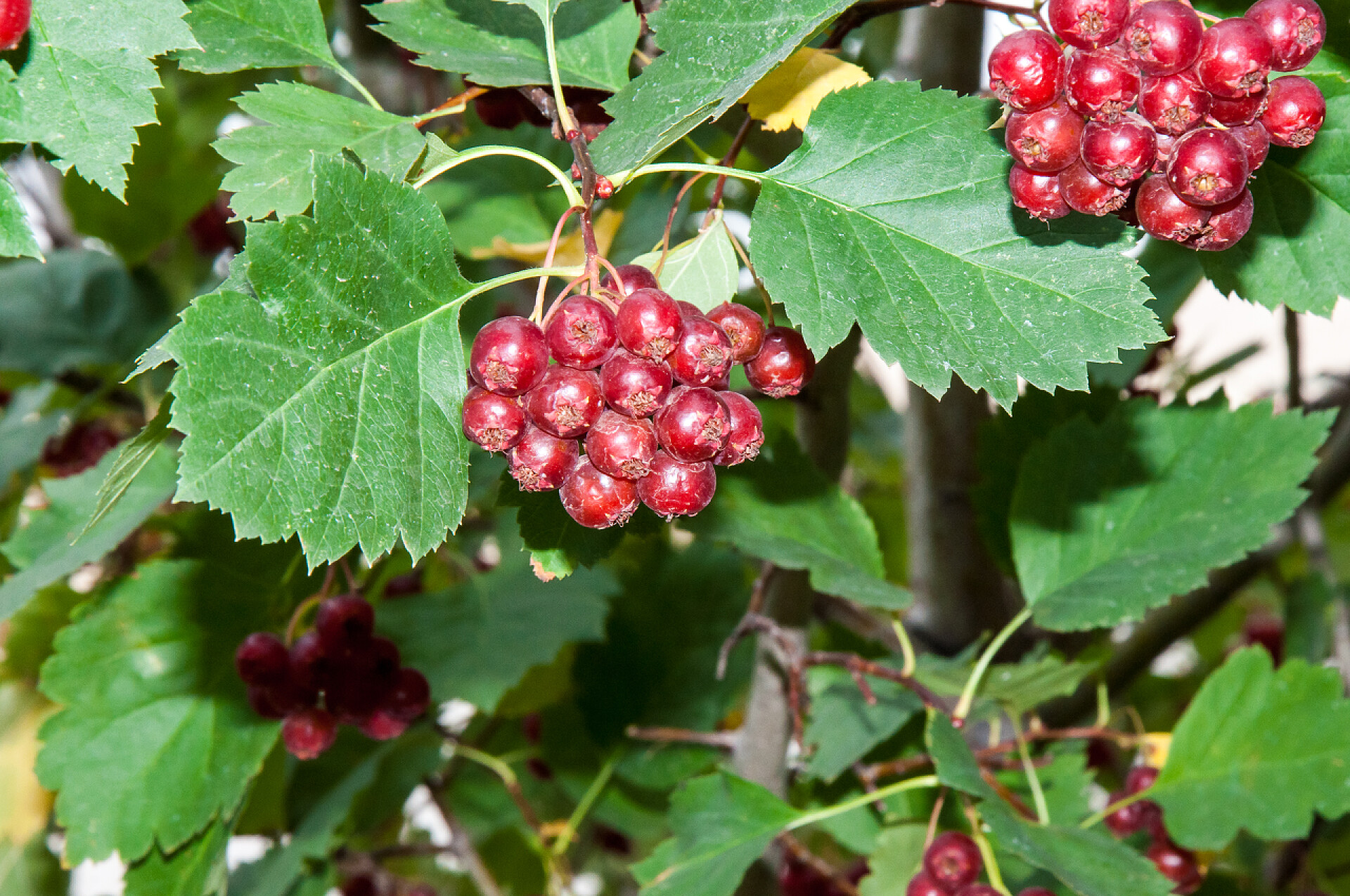果山浆果用于治疗心脏疾病、血管、正常化压力克服疲劳和失眠