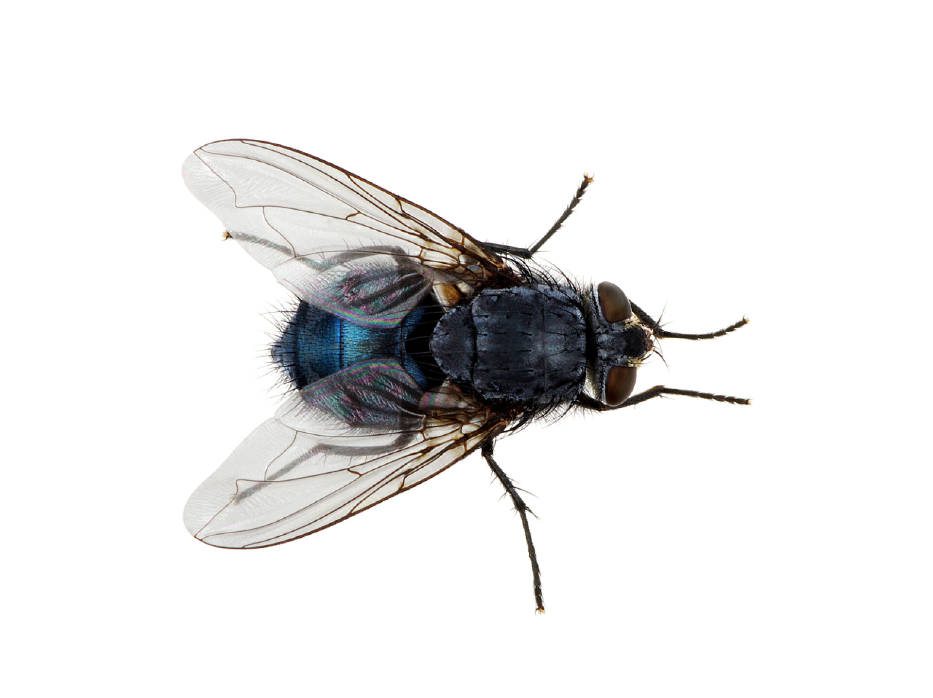 昆虫苍蝇的特写