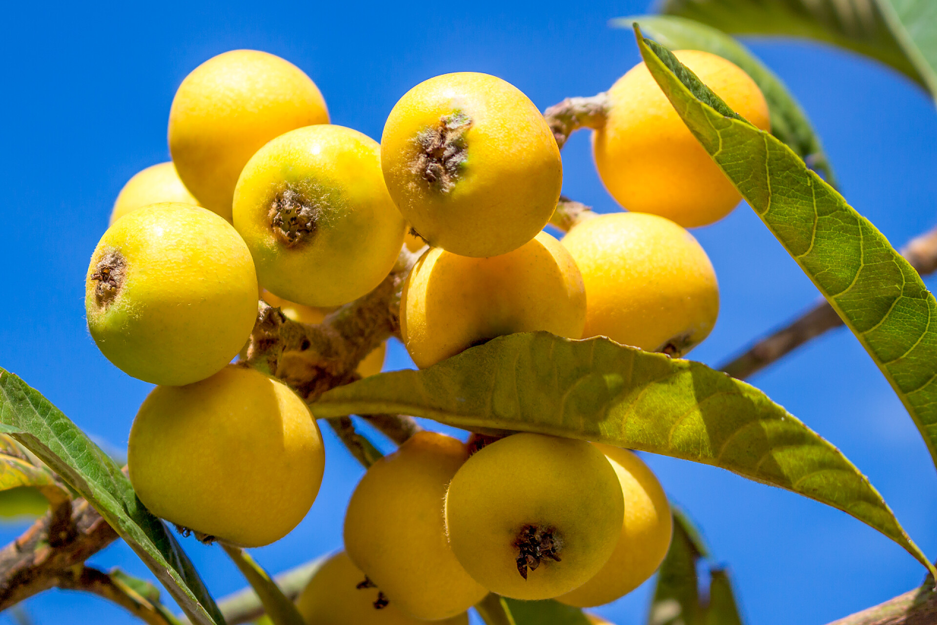 成熟的枇杷树上的果实果树园林