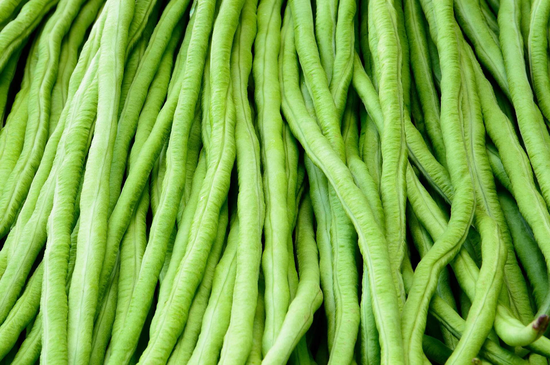 绿色新鲜的豇豆蔬菜