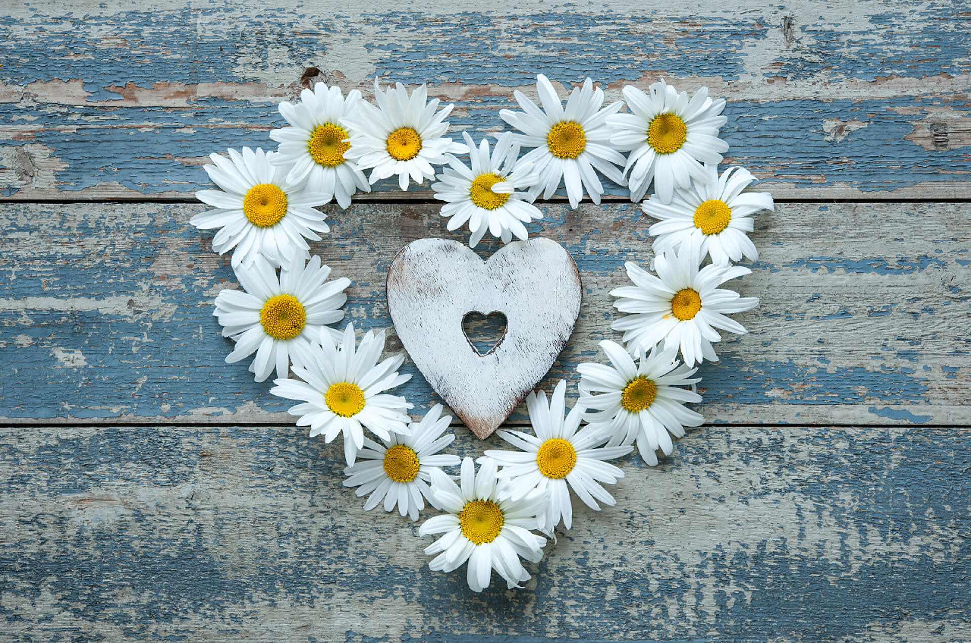 蓝色木板上的雏菊花