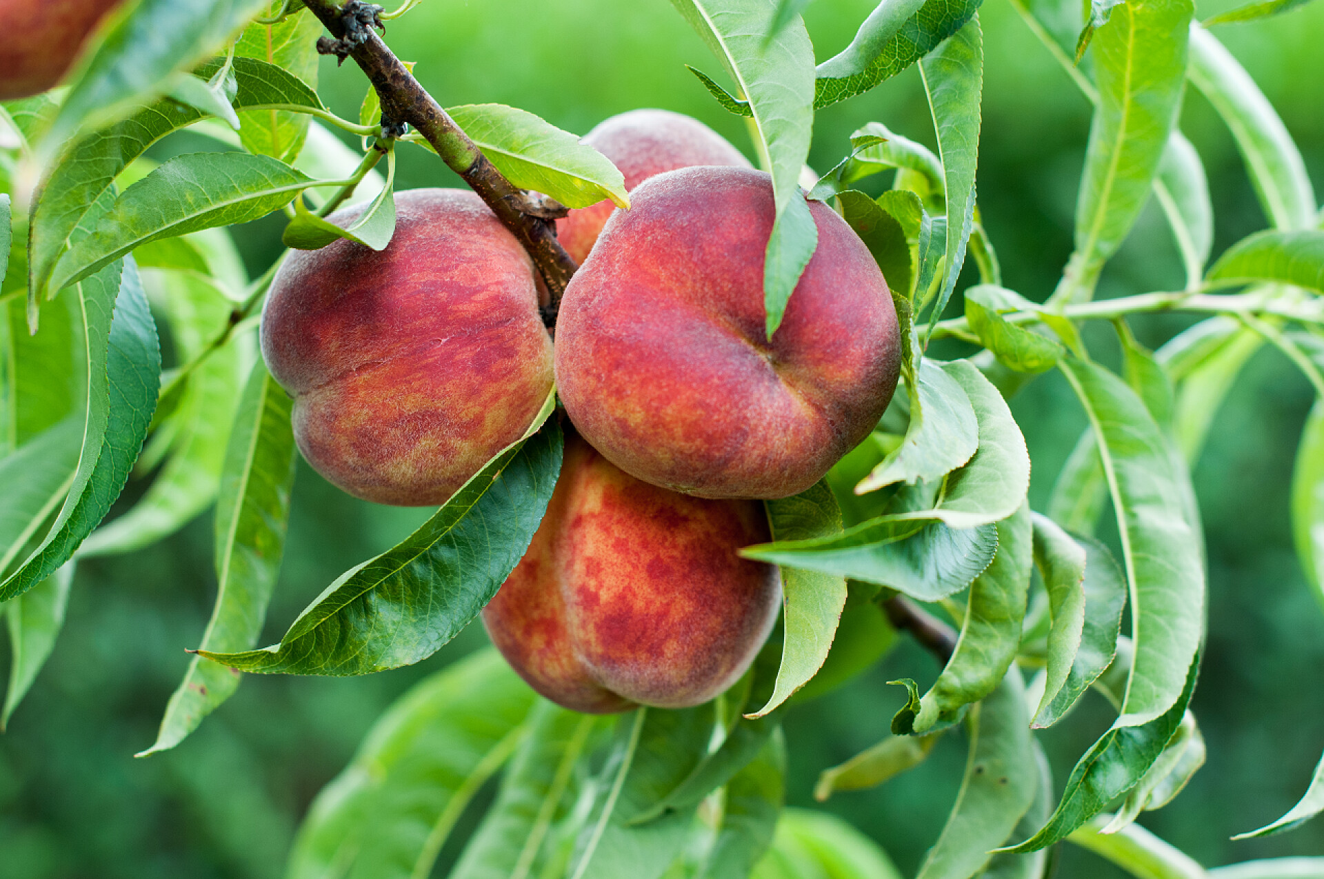 桃树上成熟的桃子水果