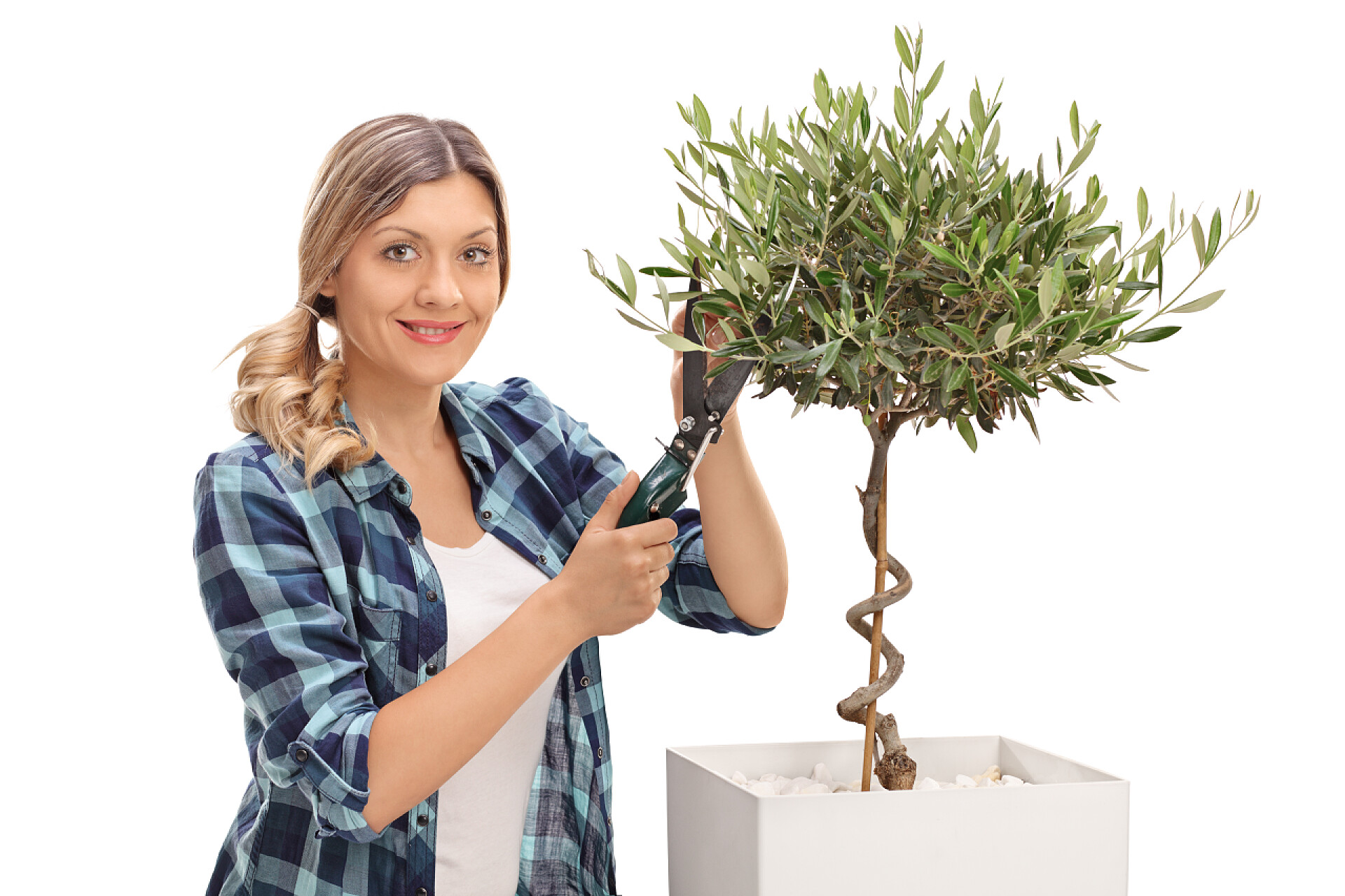 白色背景上女子修剪一棵橄榄树园艺
