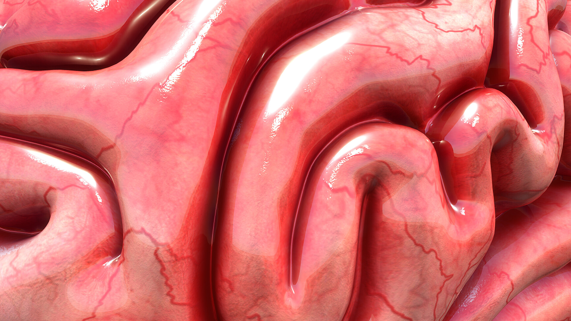 人类的大脑纹理解剖图医疗健康