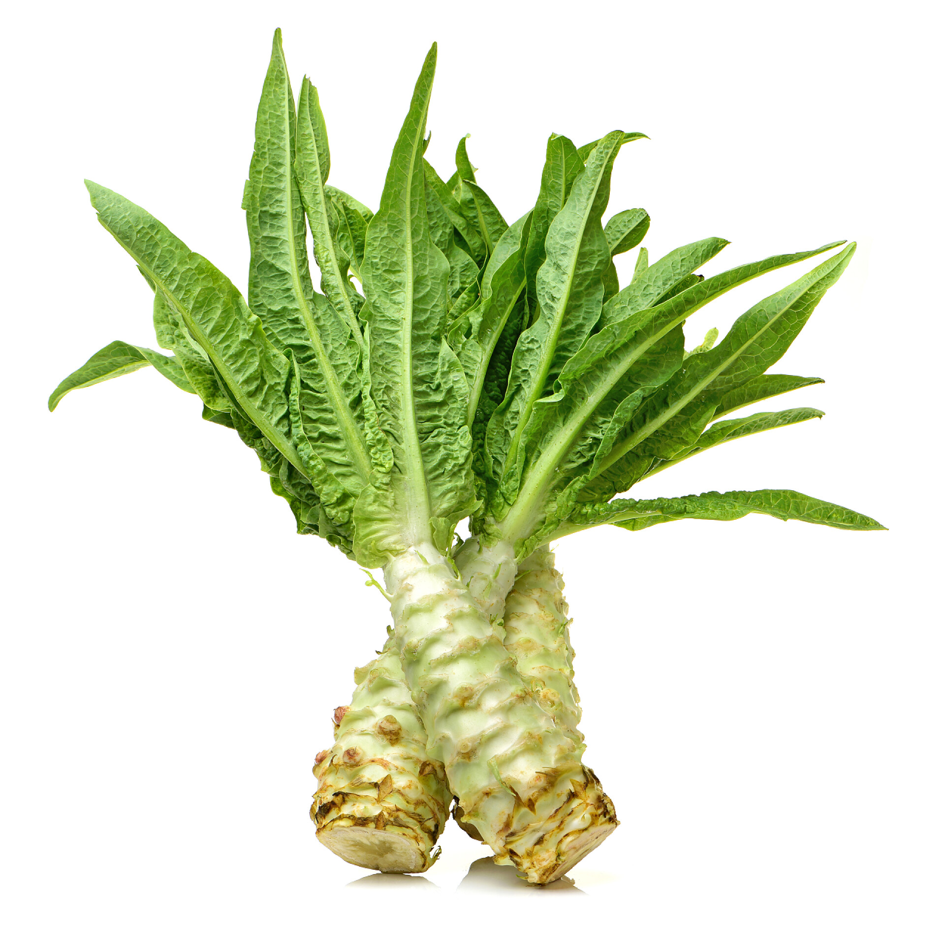 在白色背景上莴笋蔬菜