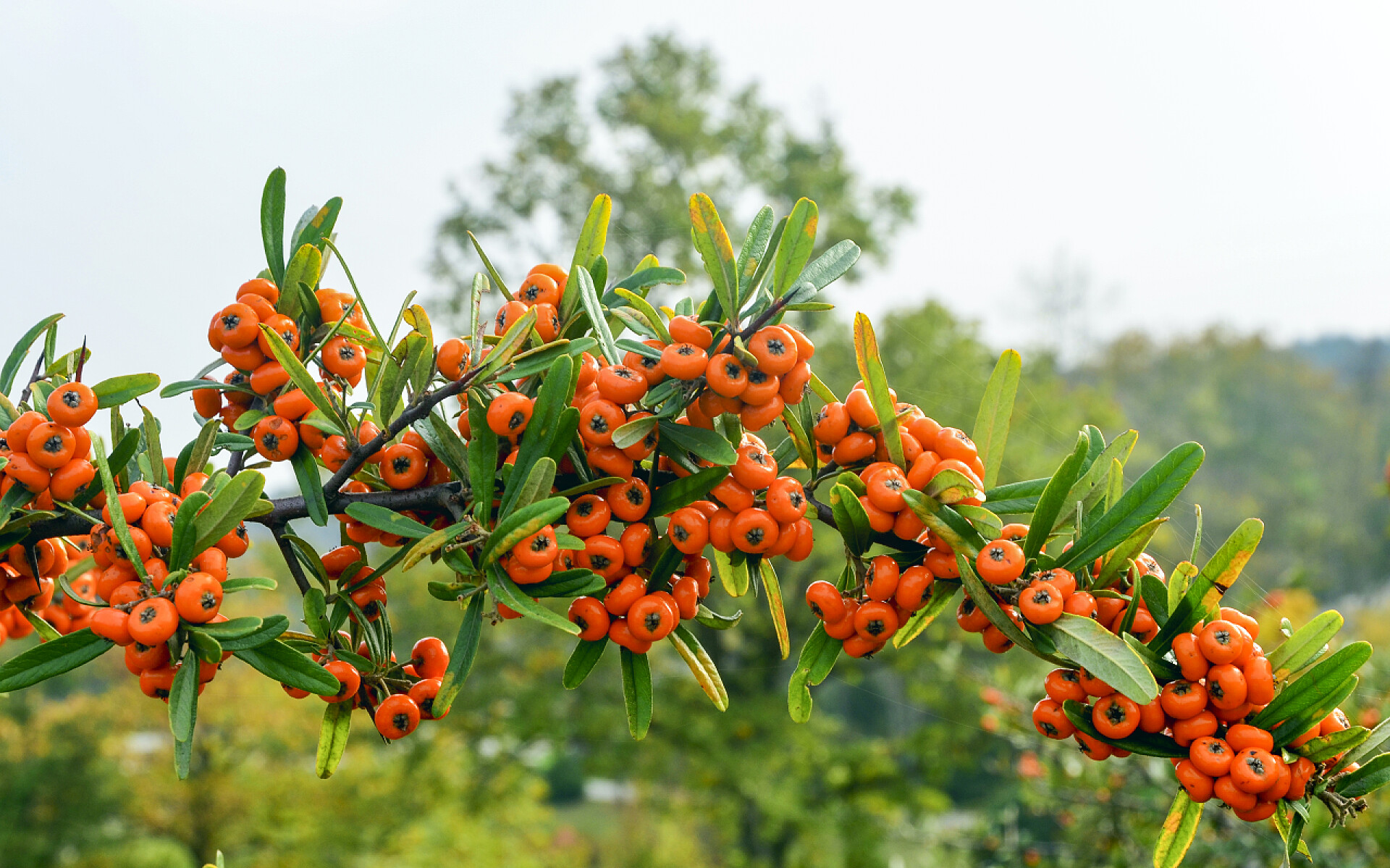 秋天野外户外成熟的沙棘果果实