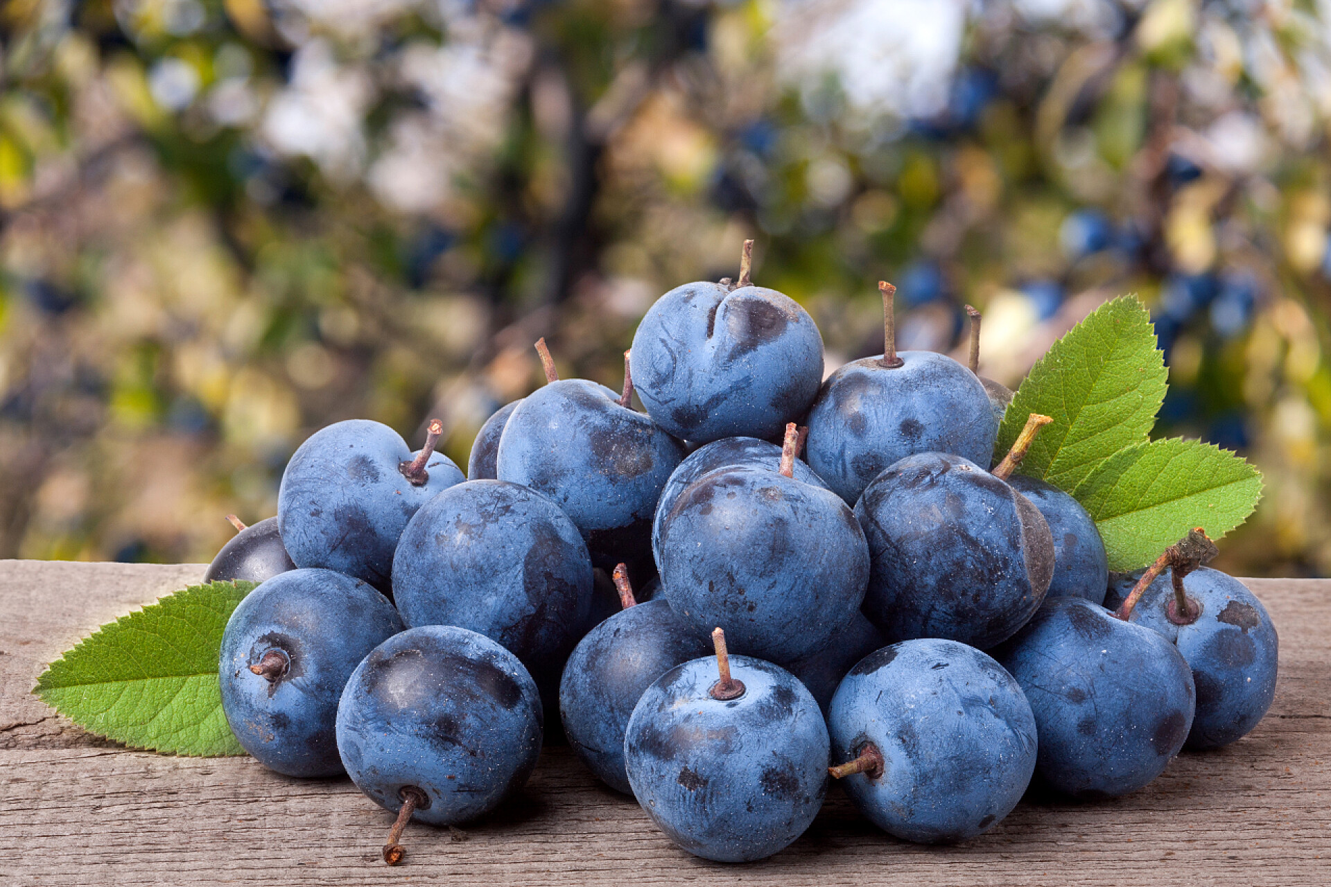 水果木桌上的新鲜李子