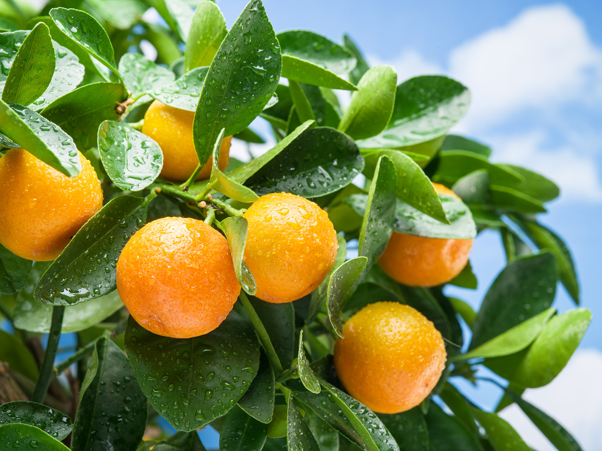 水果果园树枝上的新鲜橙子