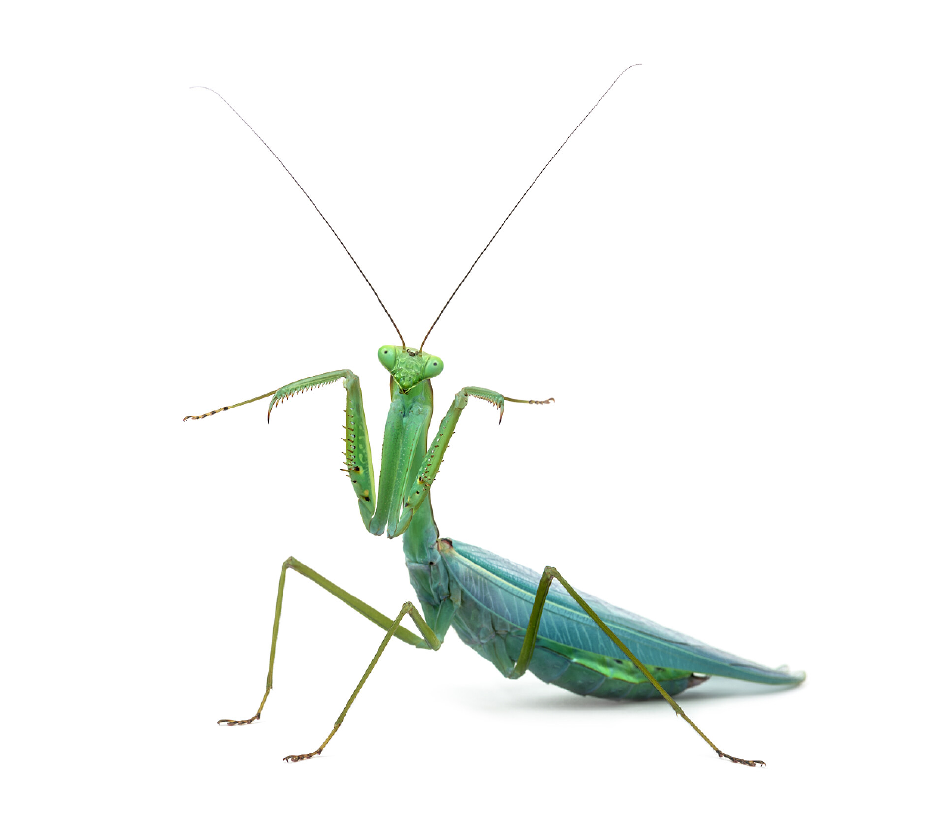 白色背景上的绿螳螂