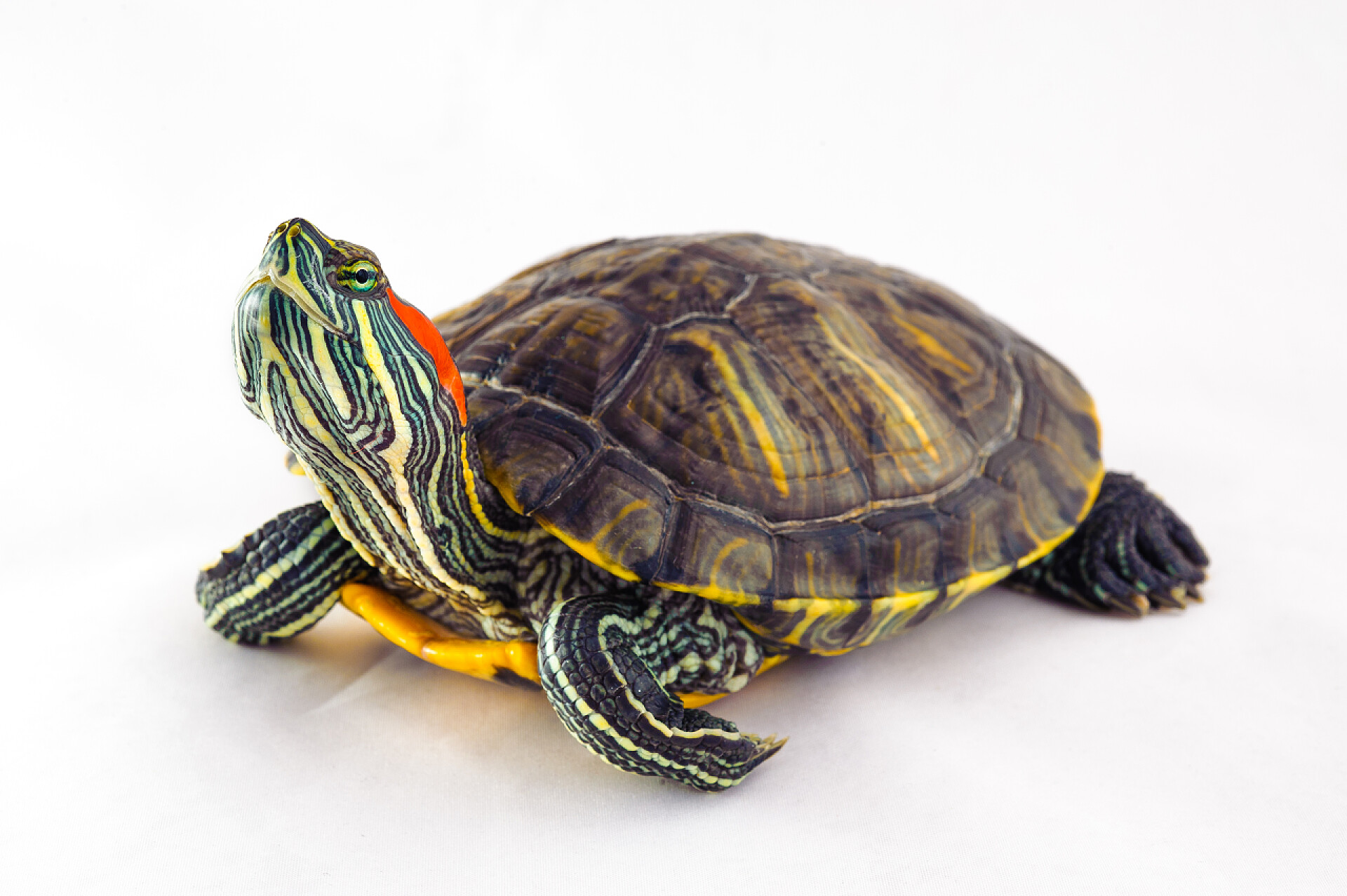 动物白色背景上的乌龟