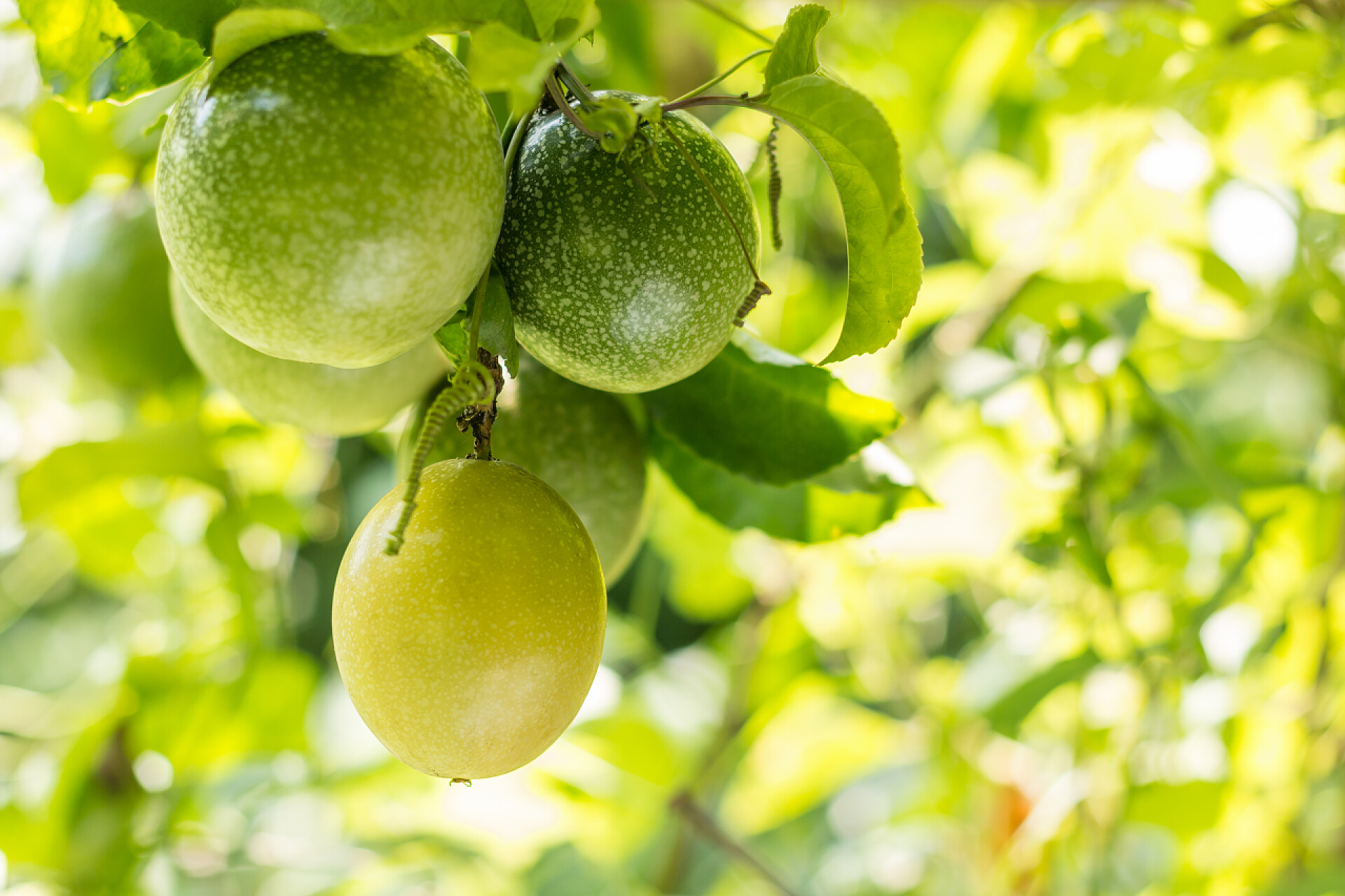 果园水果树上的百香果水果