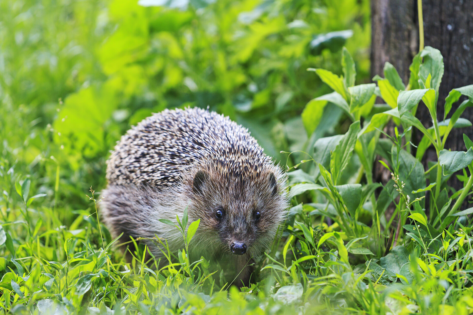 刺猬动物在花园草地里