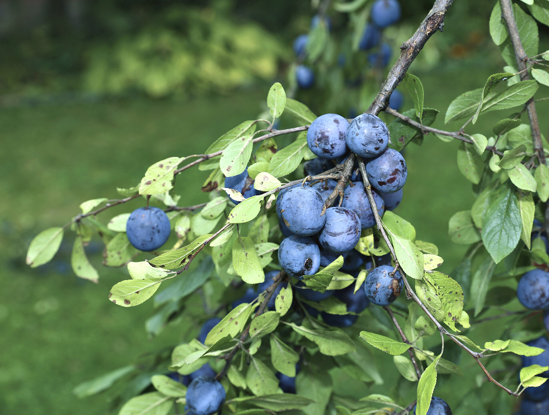 秋天树枝上结有新鲜荆棘水果