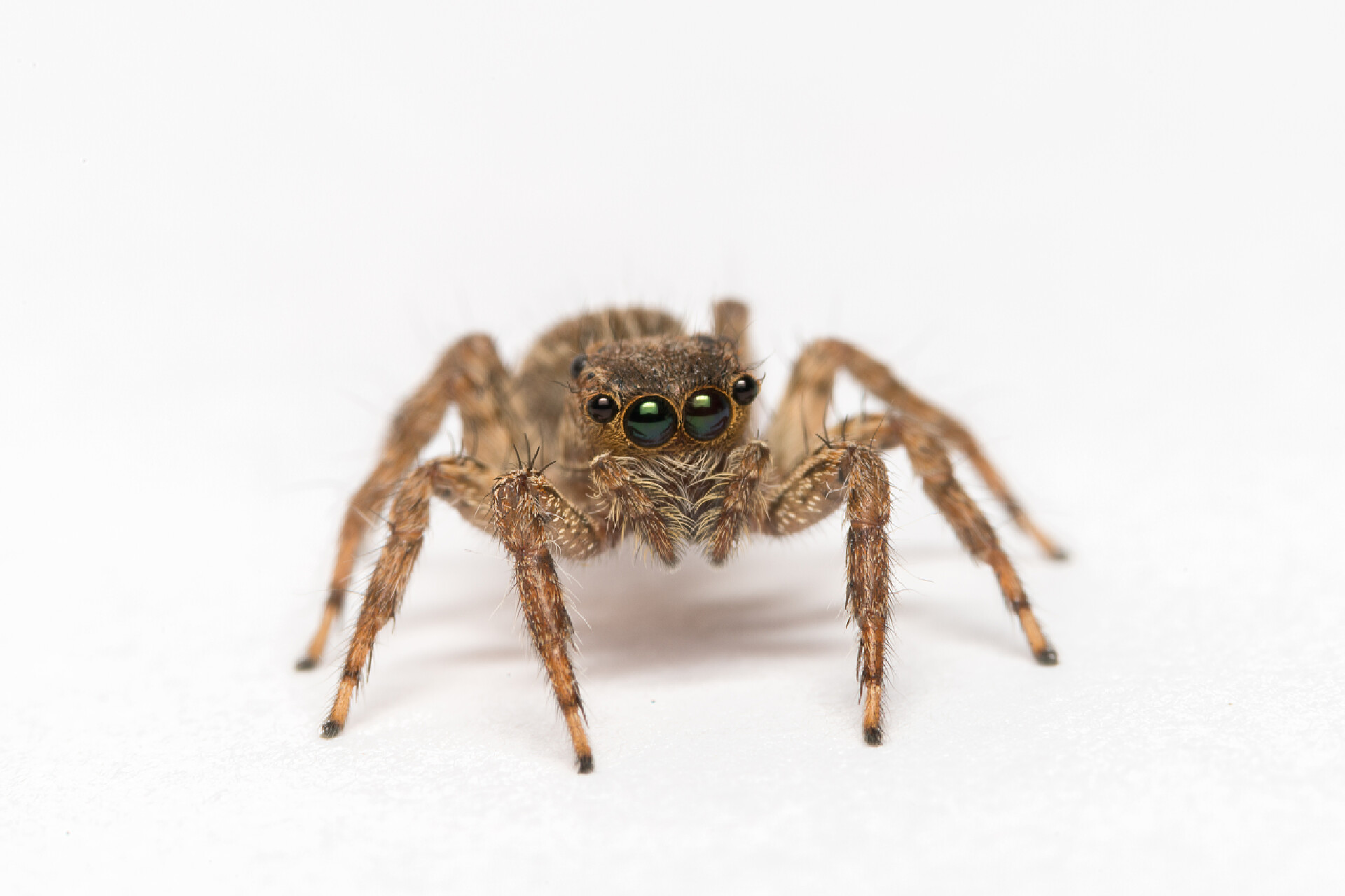 白色背景上的大蜘蛛动物