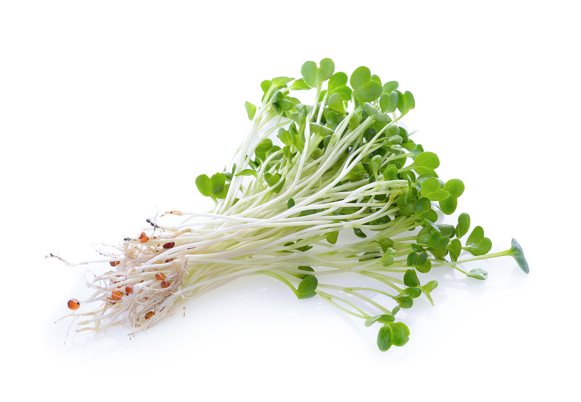 在白色背景上豆苗特写蔬菜