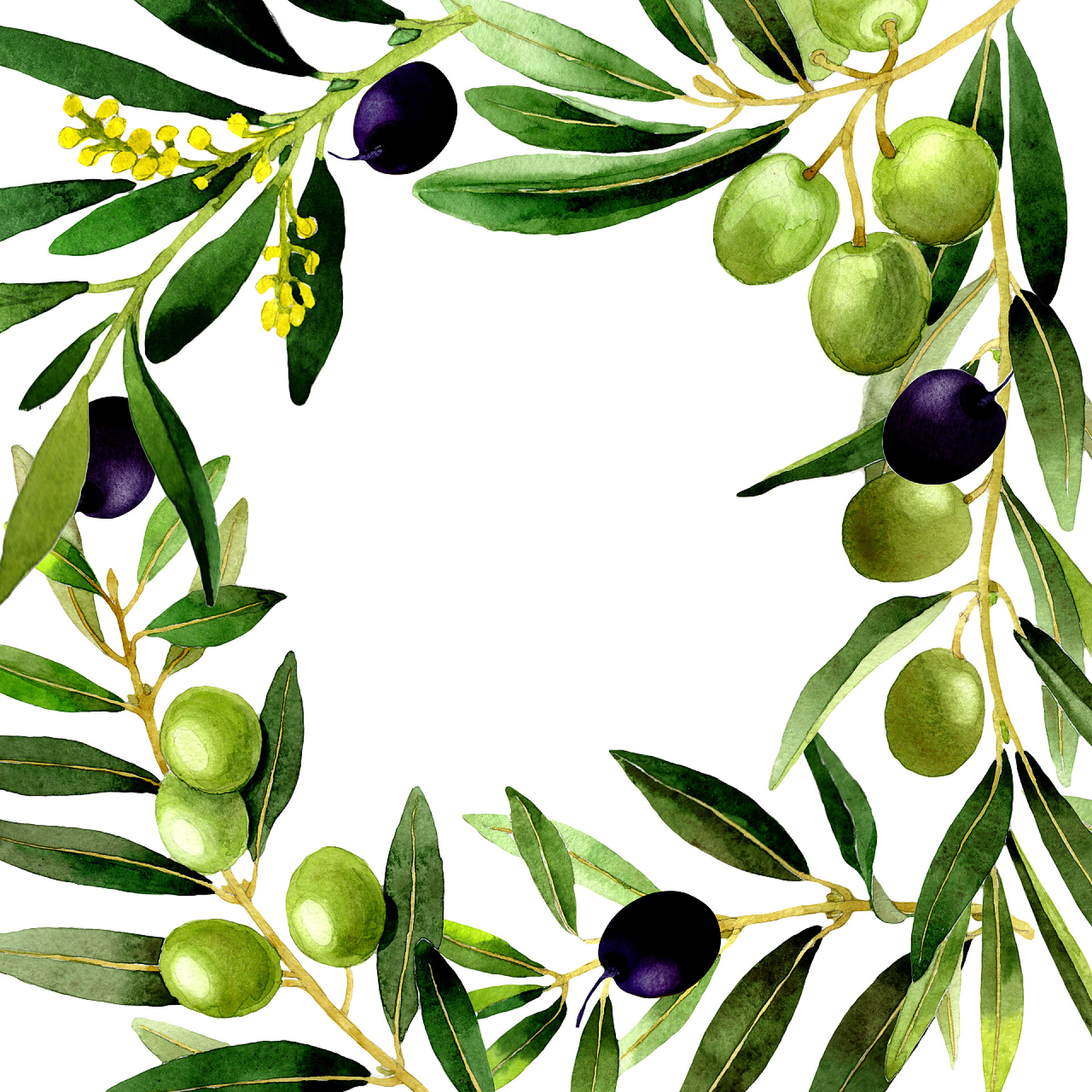 白色背景上用橄榄树枝围成的框架