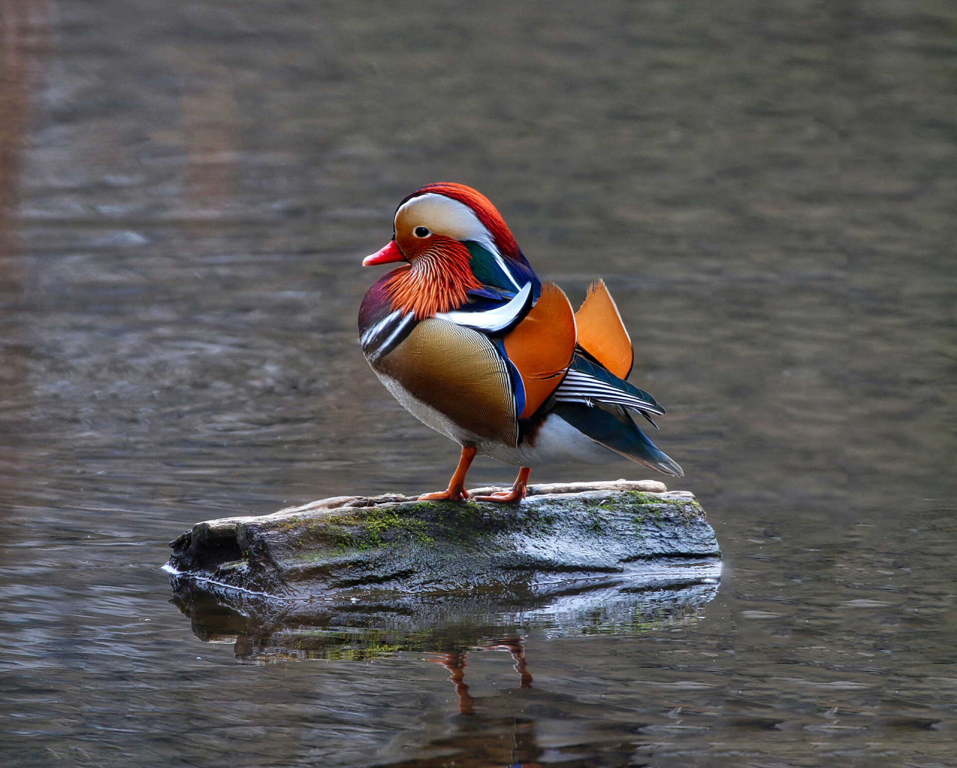鸟类站在河里的一段木头上的色彩缤纷的鸳鸯