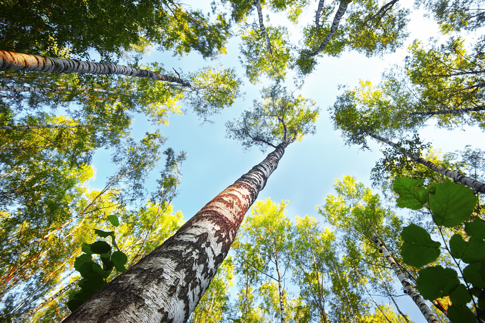 植物早晨阳光下的桦树林
