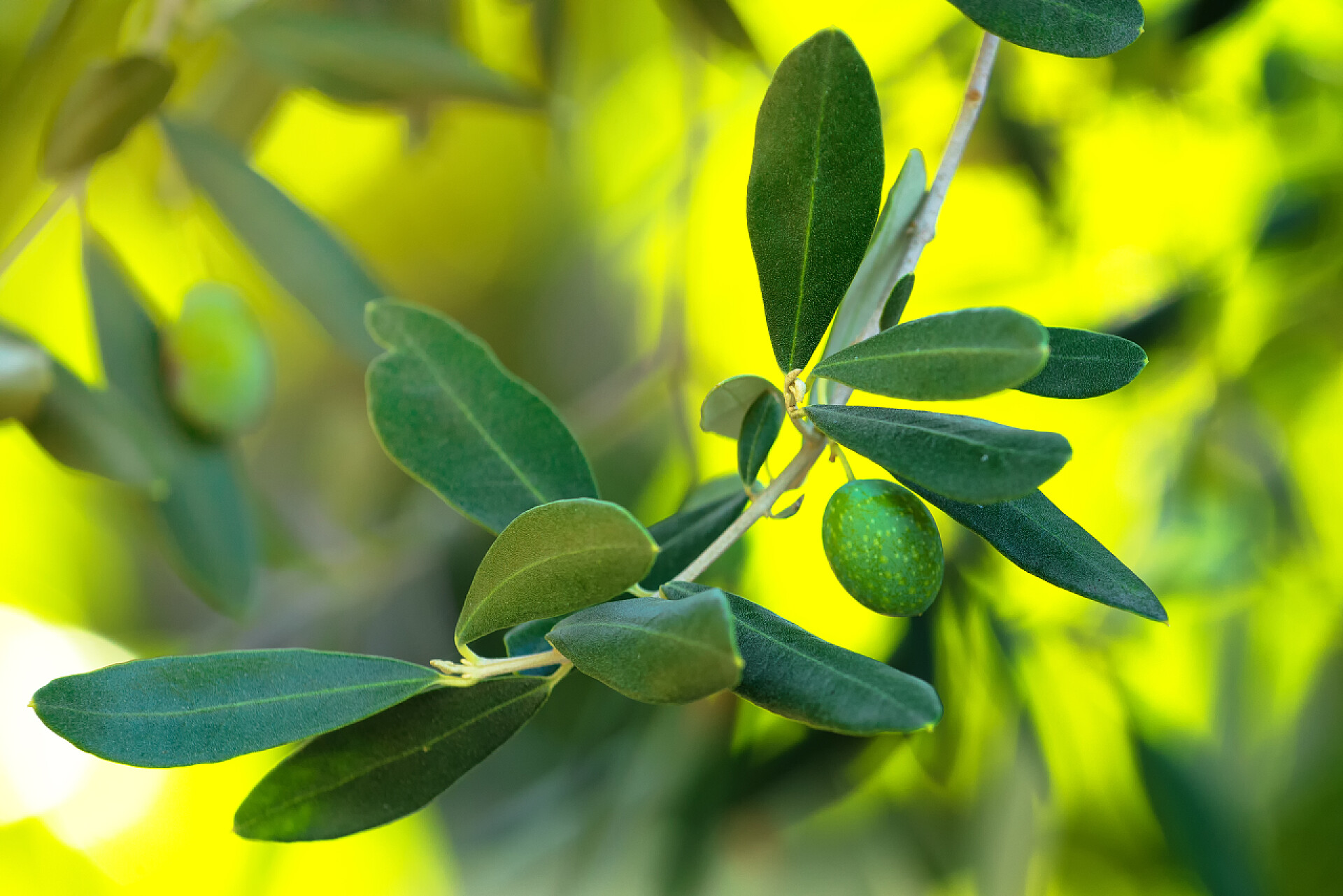 早晨阳光下的绿色的橄榄枝植物