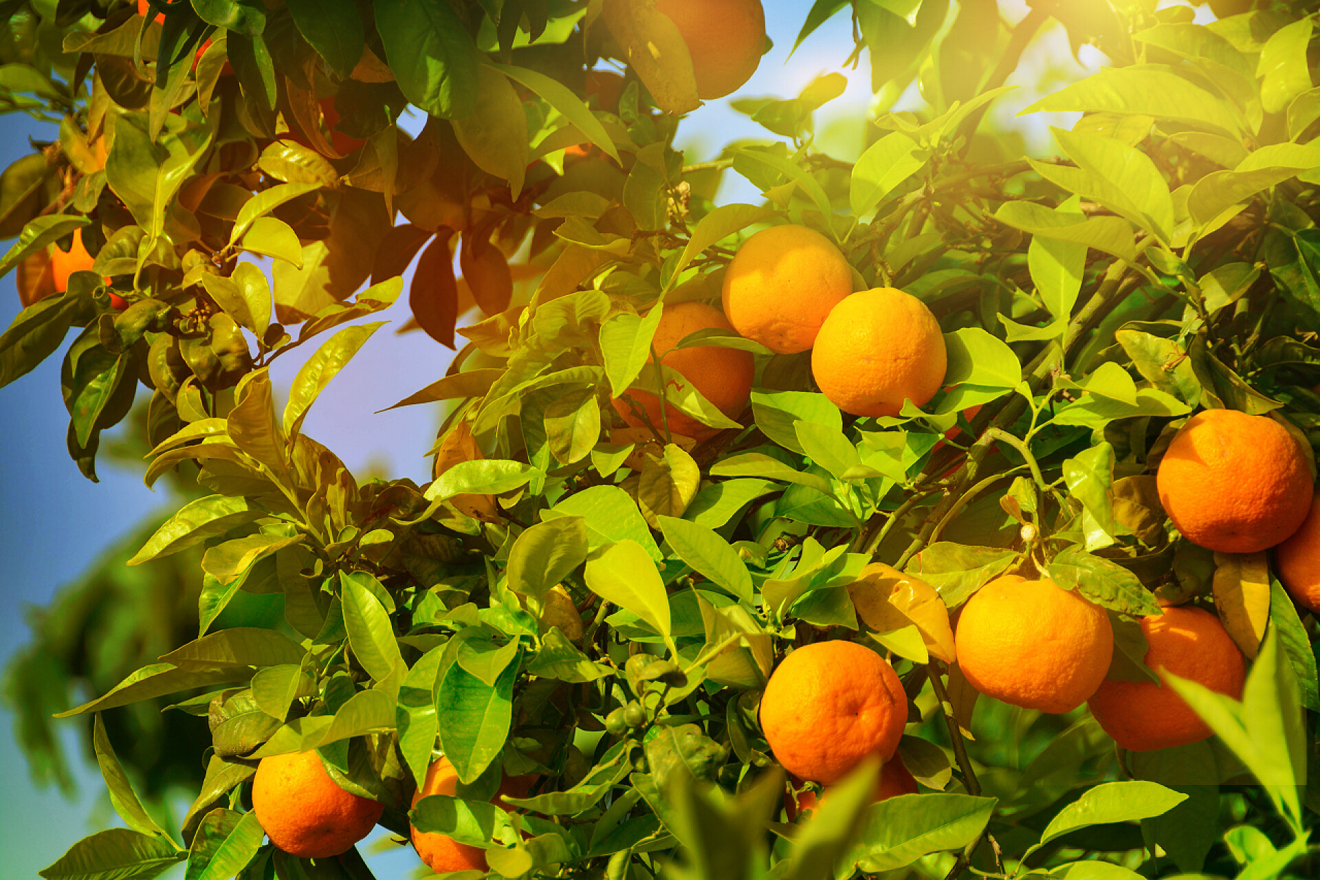 阳光下果树上挂满的橘子水果