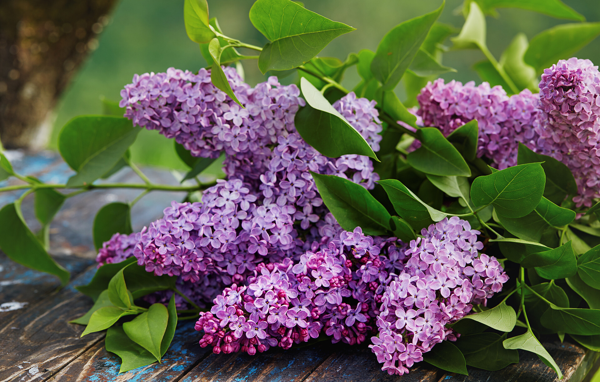 花卉木制桌子上紫色的花朵